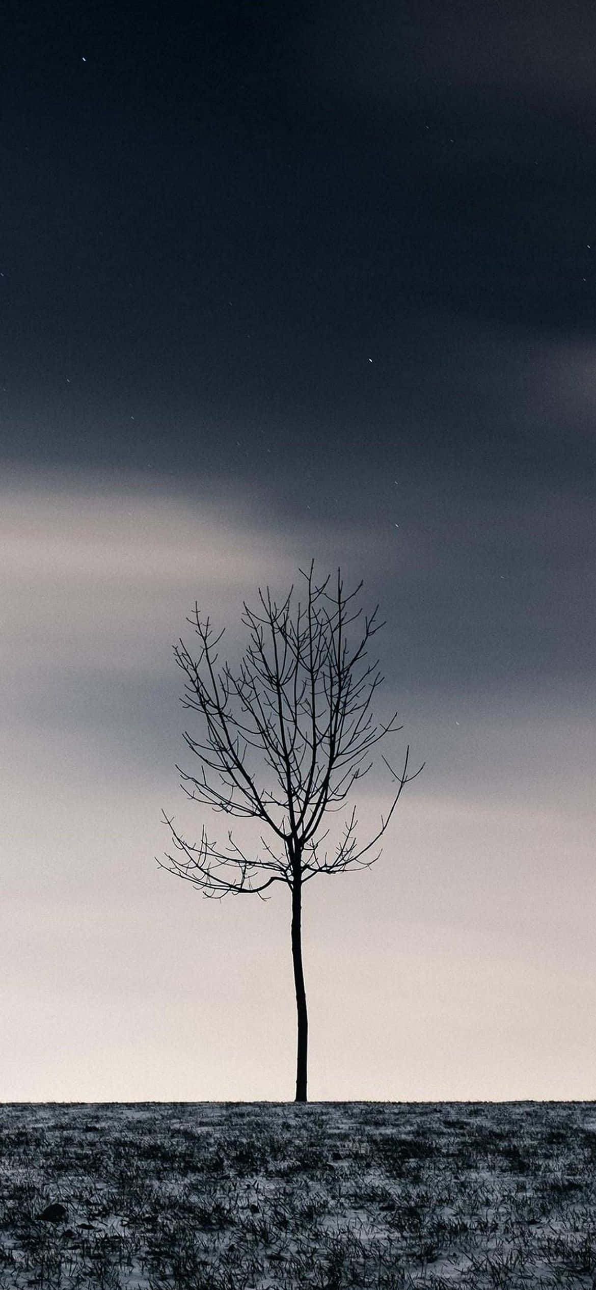 un árbol solitario en medio de un campo Fondos de pantalla