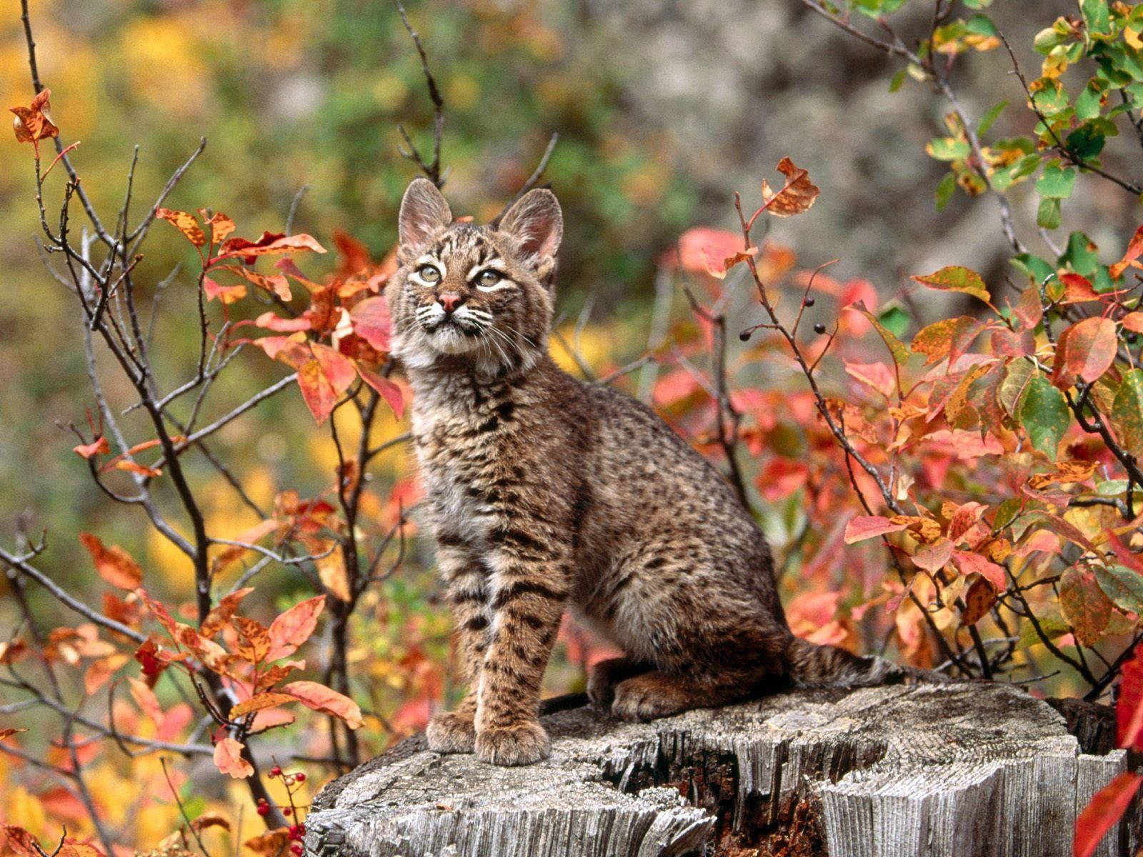 Un Bebé Lince Mirando Hacia Arriba en un Árbol Fondos de pantalla