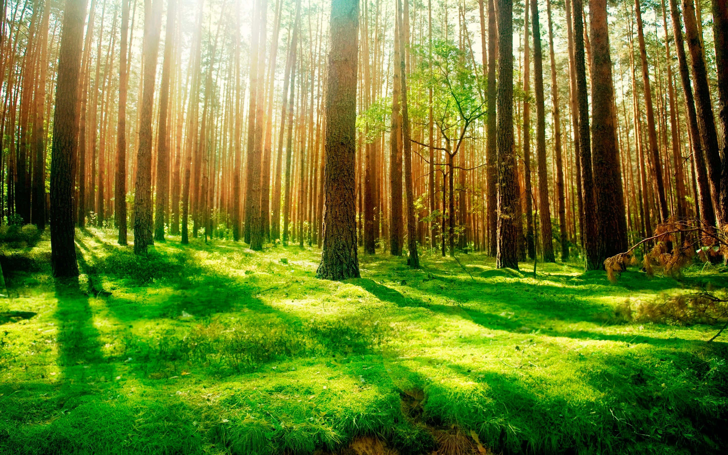 un bosque con luz solar brillando entre los árboles Fondos de pantalla