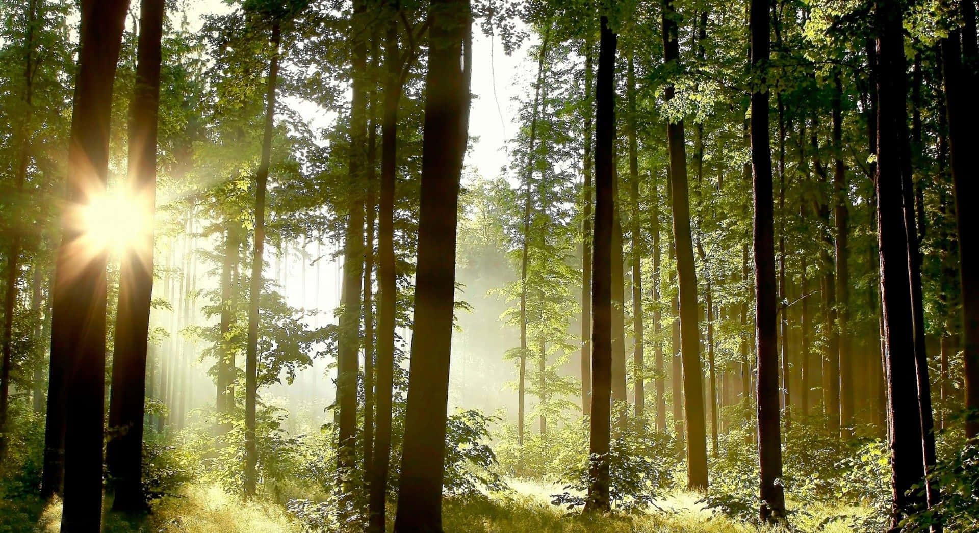 un bosque con luz solar brillando entre los árboles Fondos de pantalla