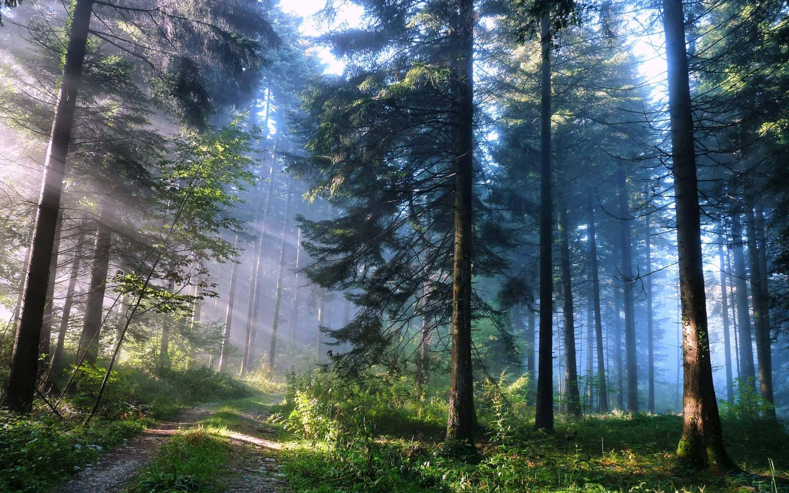 un bosque con luz solar brillando entre los árboles Fondos de pantalla