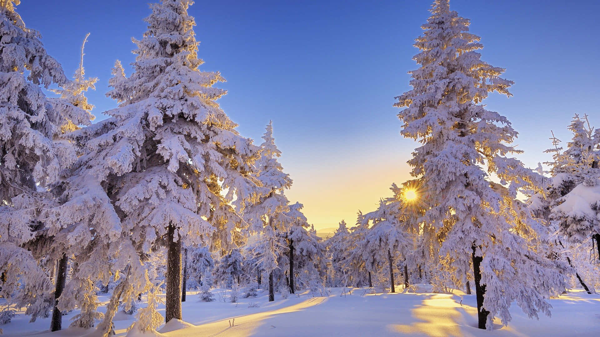 un bosque cubierto de nieve con el sol brillando sobre él Fondos de pantalla