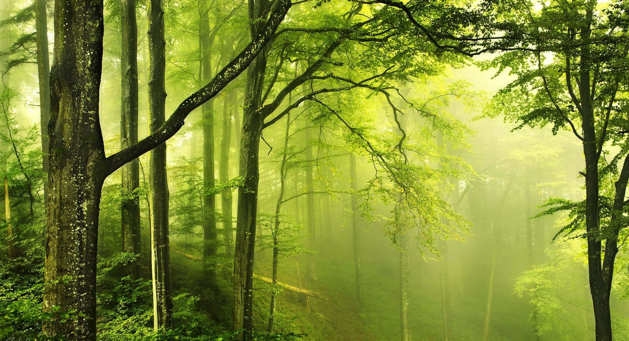 un bosque verde con árboles y niebla Fondos de pantalla