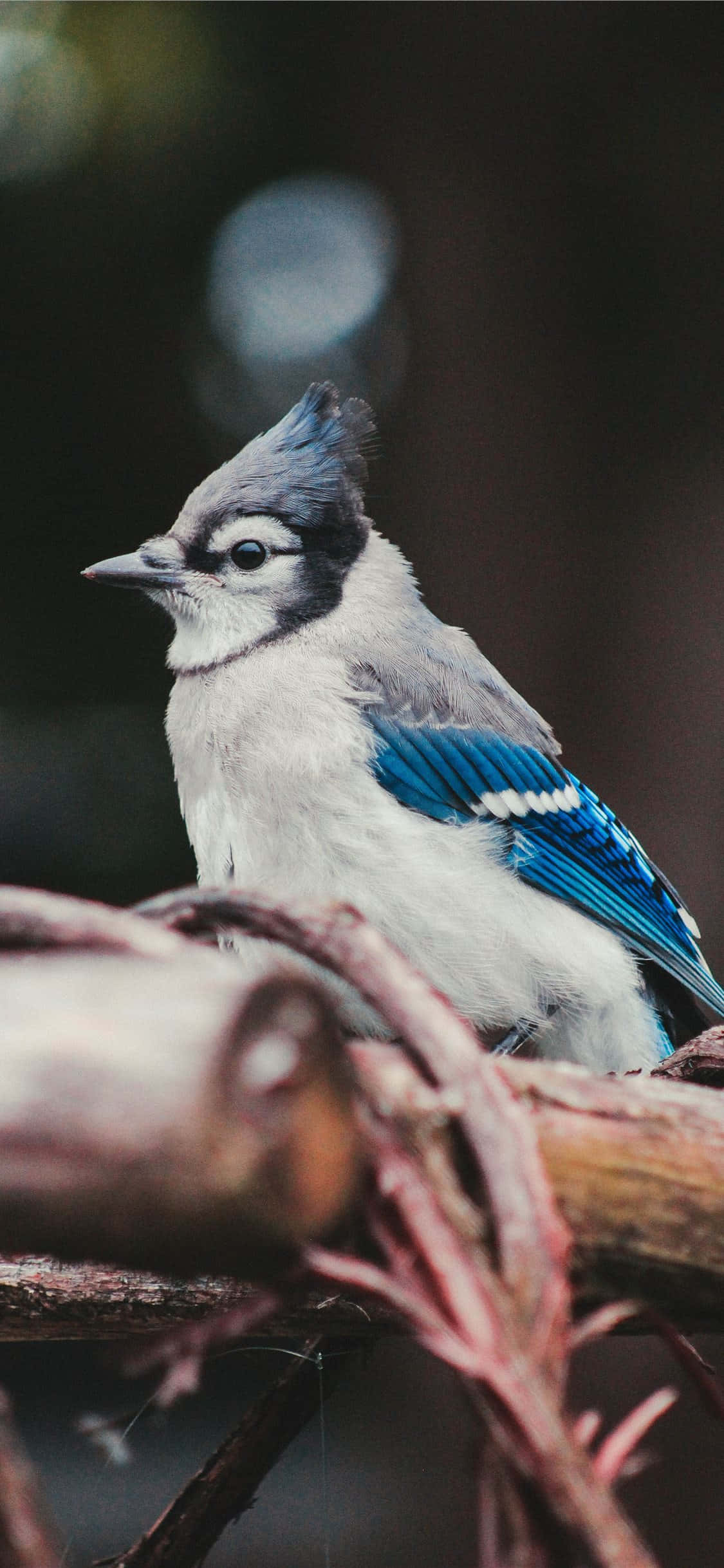 Un brillante arrendajo azul posado en una rama, observando su entorno. Fondos de pantalla