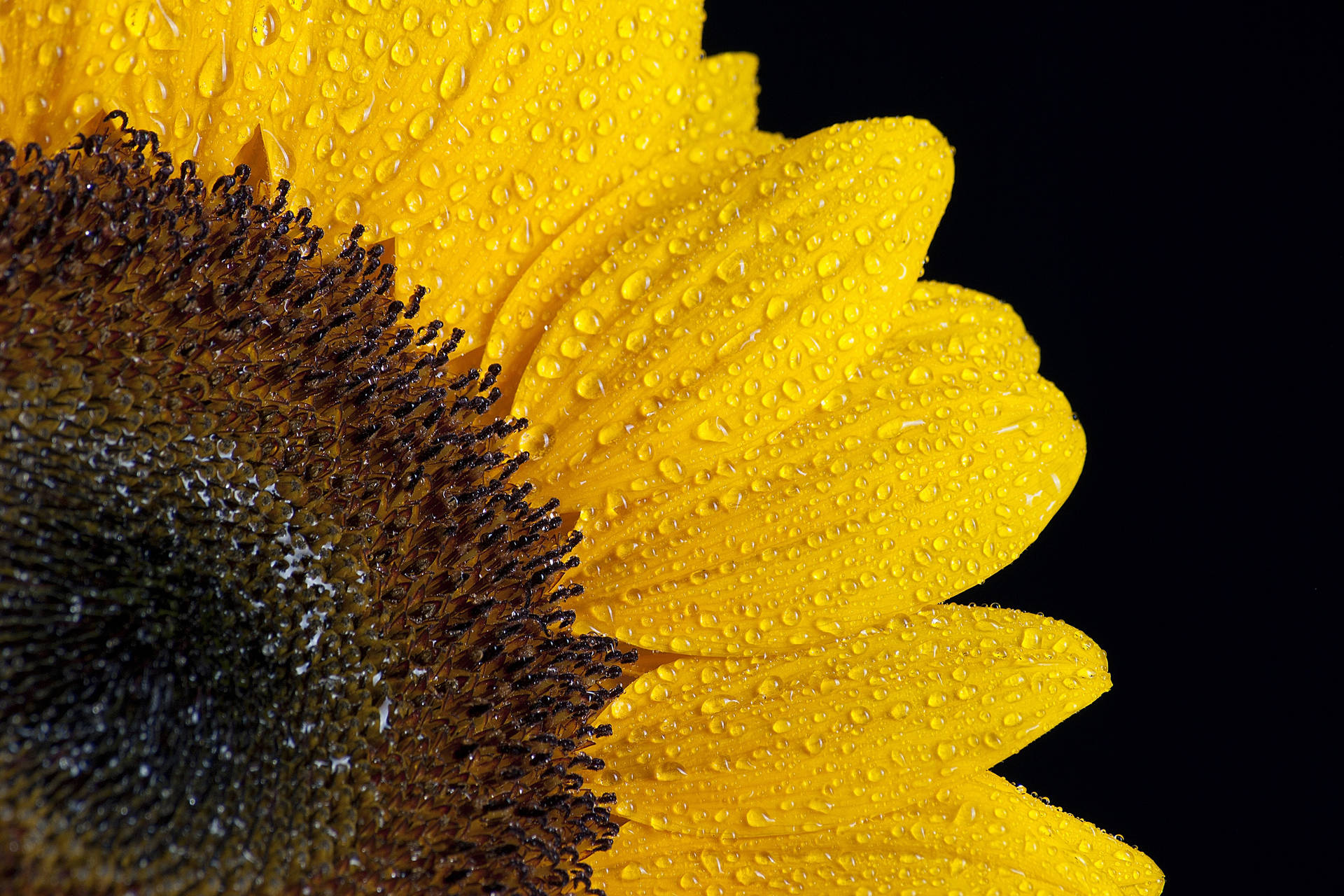 Primer plano de un girasol con gotas de agua sobre sus finos pétalos amarillos.