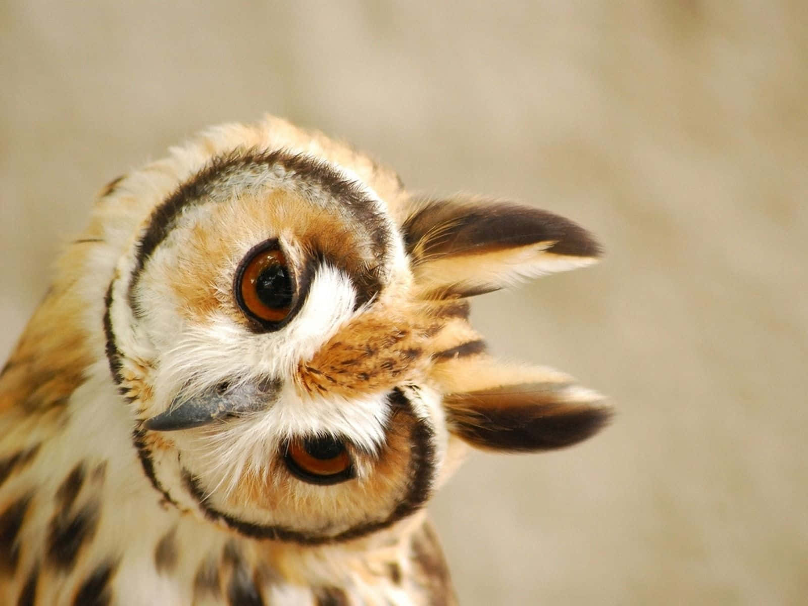 Un búho lindo con ojos grandes mirando a la cámara Fondos de pantalla