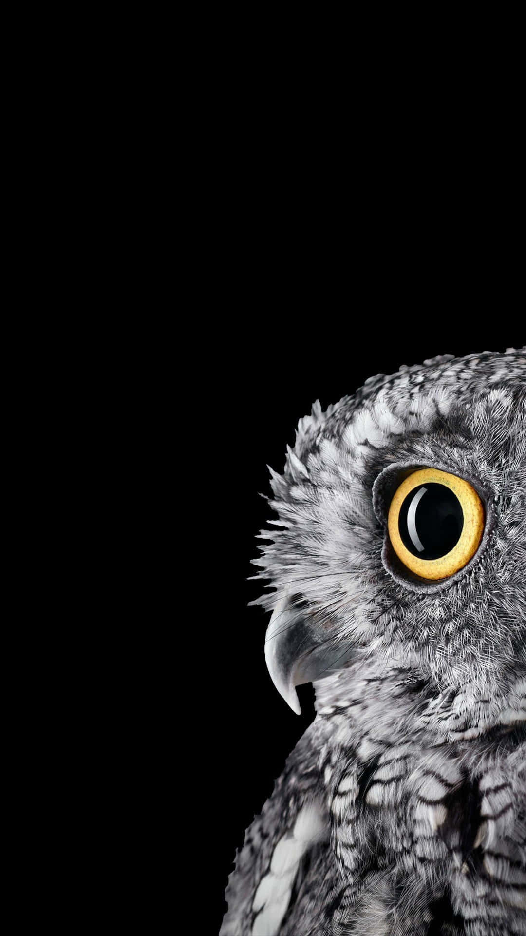 Un Búho Tierno Sentado en una Rama de Árbol Fondos de pantalla