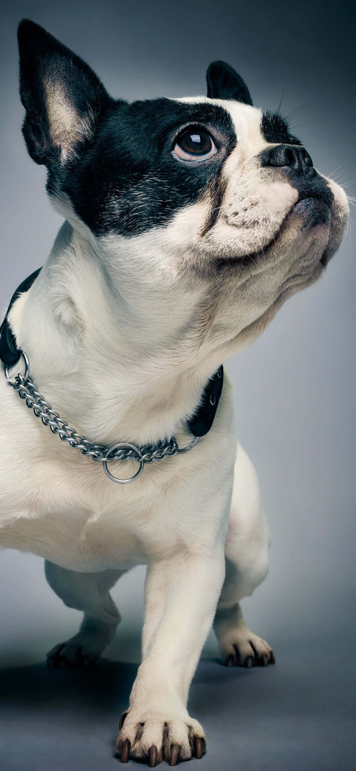 Un bulldog francés disfruta de una tarde soleada. Fondos de pantalla