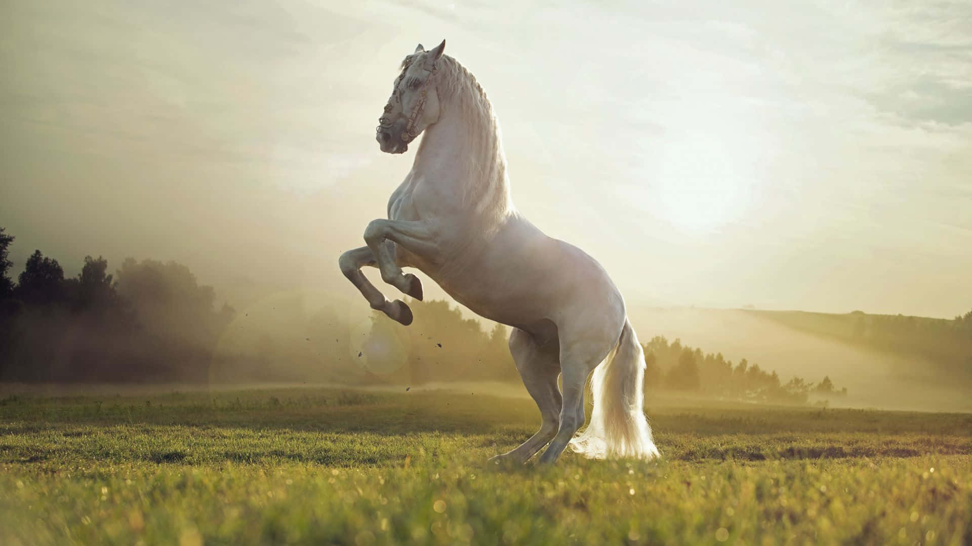 Un caballito curioso observando algo a lo lejos Fondos de pantalla