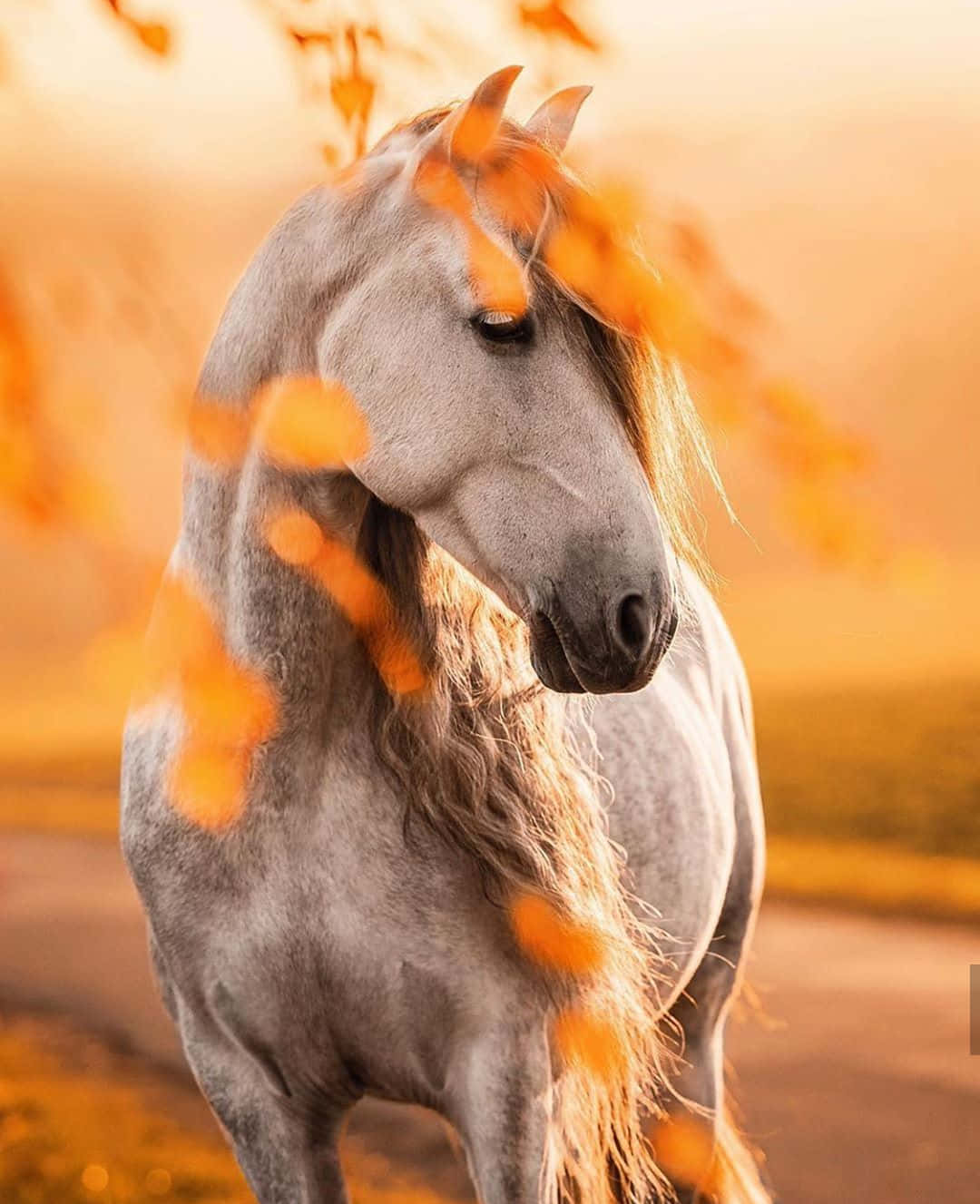 Un caballo amigable y encantador con una hermosa crin blanca. Fondos de pantalla