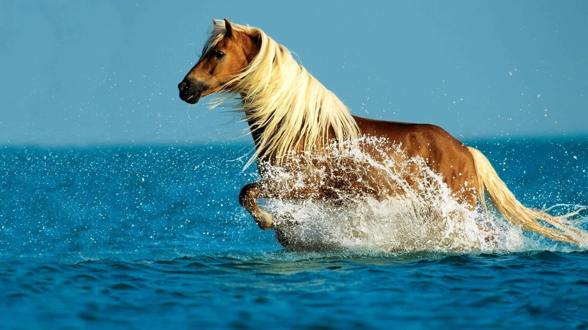 Un caballo curioso se ha detenido a mirarte Fondos de pantalla