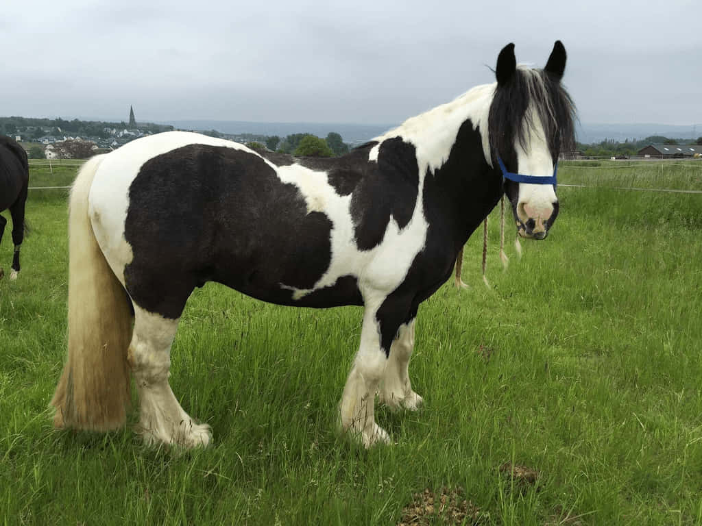 Un caballo de pie en un campo Fondos de pantalla