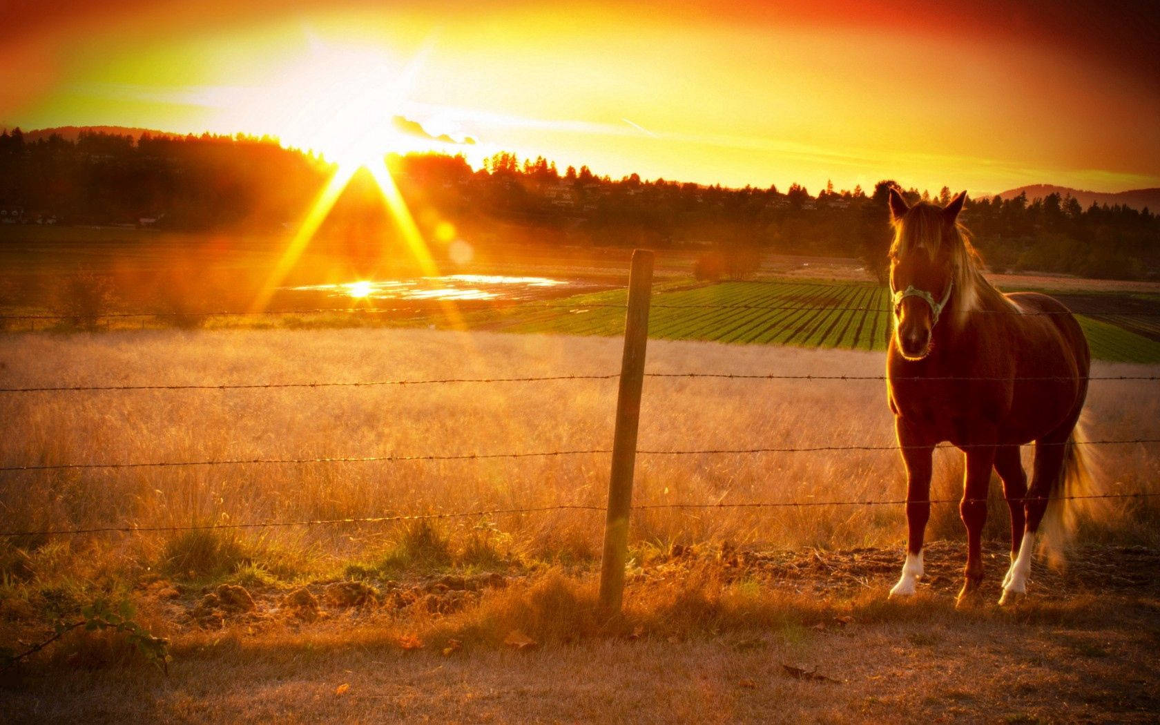 Caballo marrón en una cerca durante el atardecer fondo de pantalla