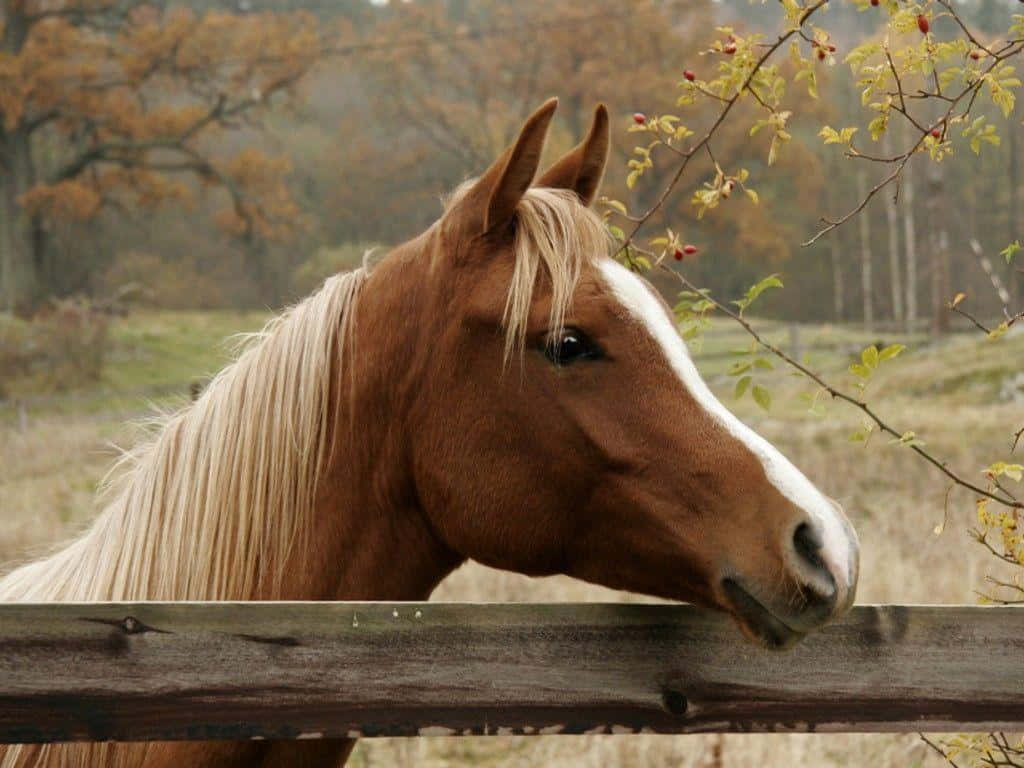 un caballo está parado sobre una cerca Fondos de pantalla