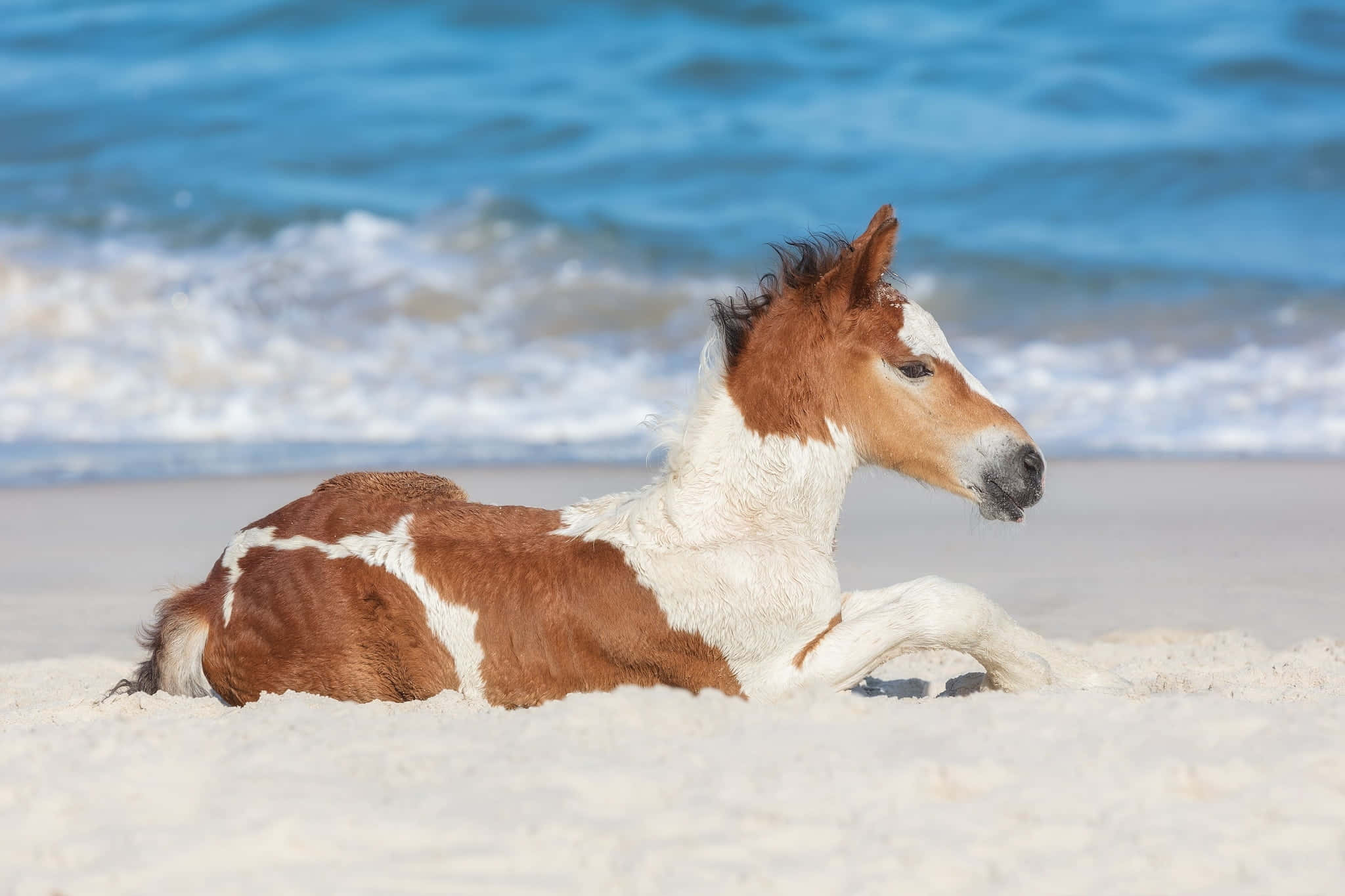 Un Caballo Lindo Mirando Hacia el Futuro Fondos de pantalla
