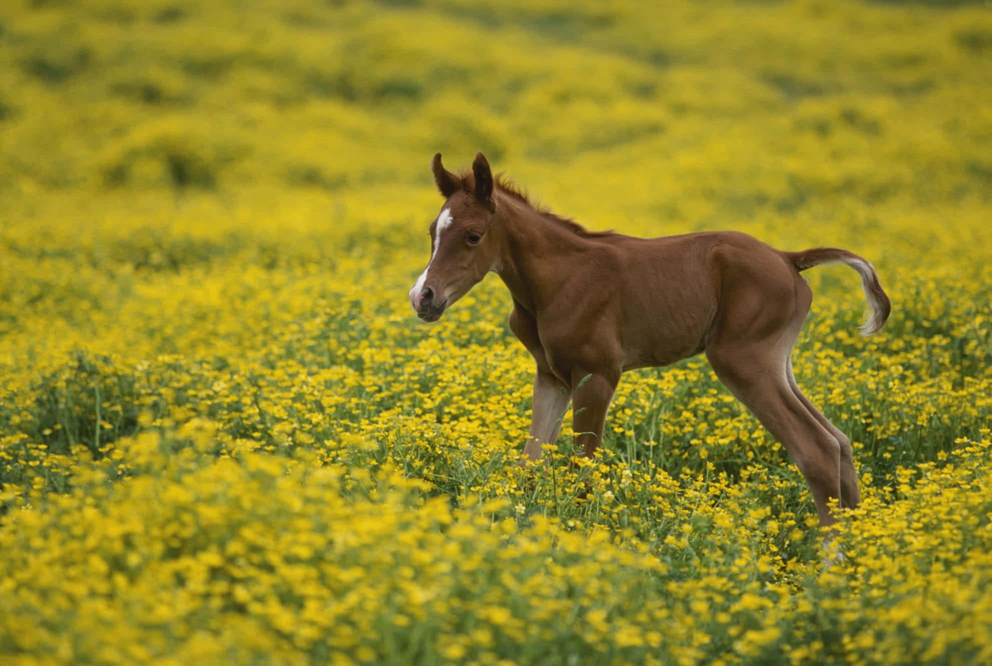Un caballo lindo sonriéndote ampliamente Fondos de pantalla