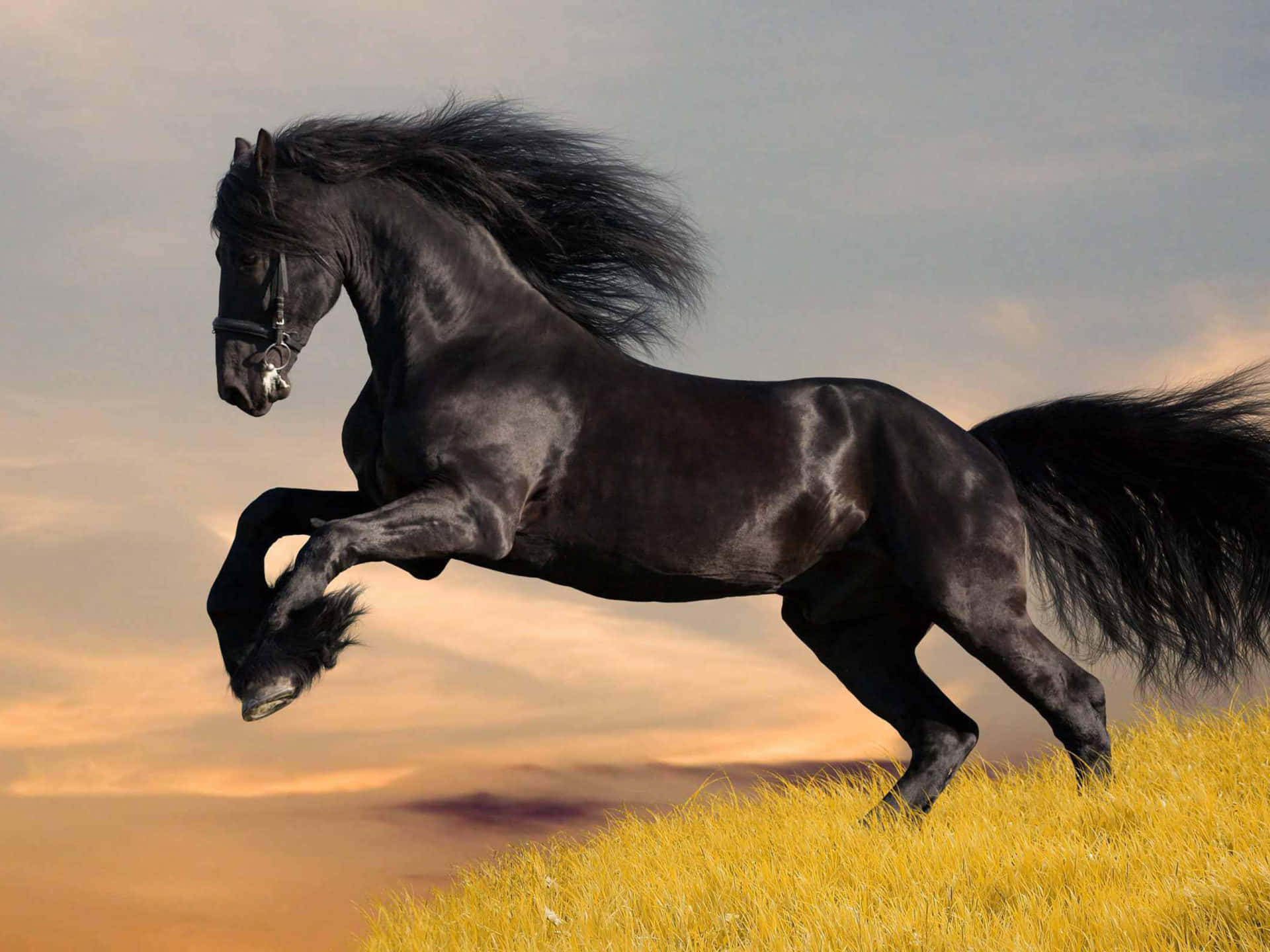 Un caballo marrón galopando por un campo de hierba Fondos de pantalla