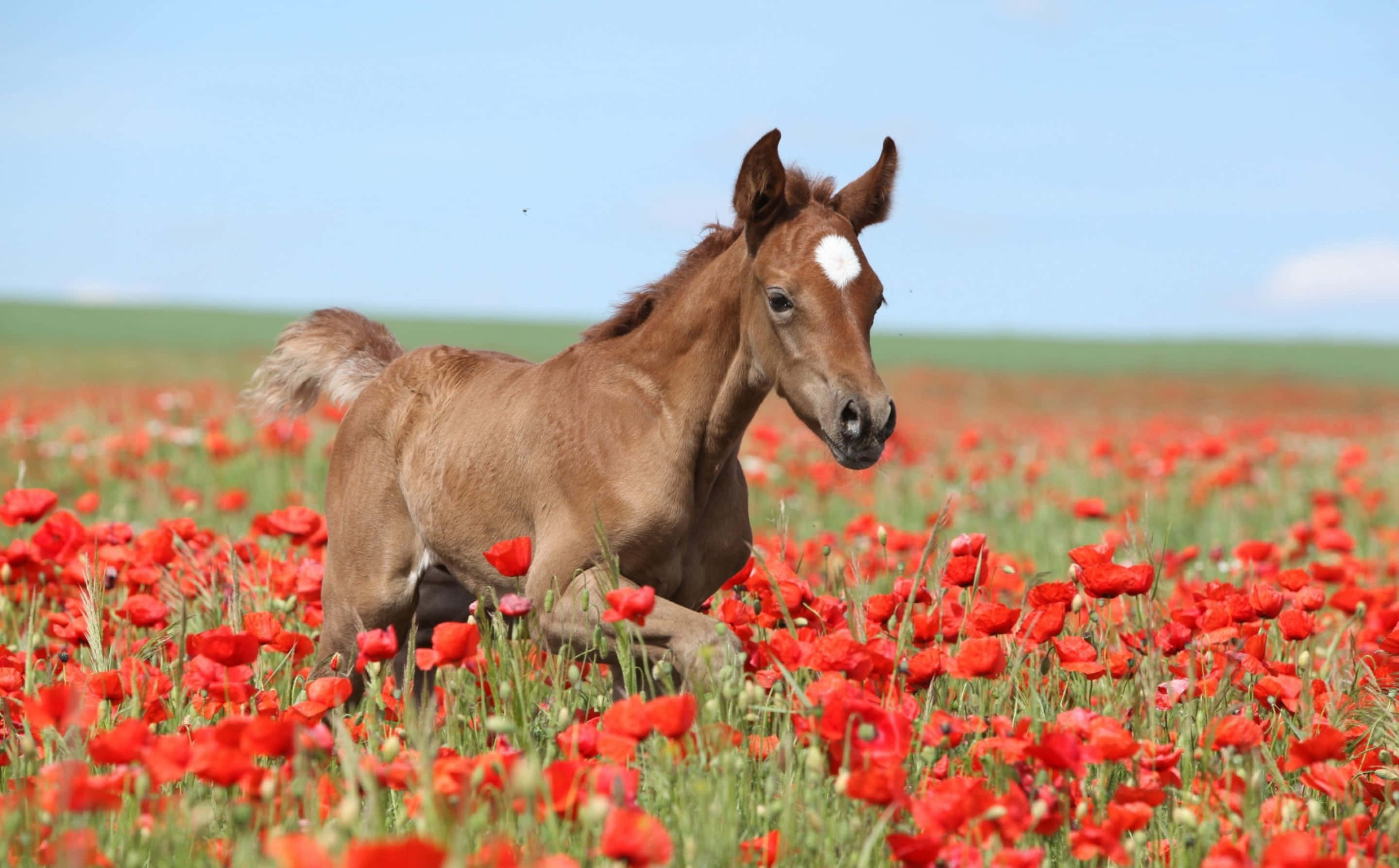 un caballo marrón corriendo por un campo de amapolas rojas Fondos de pantalla