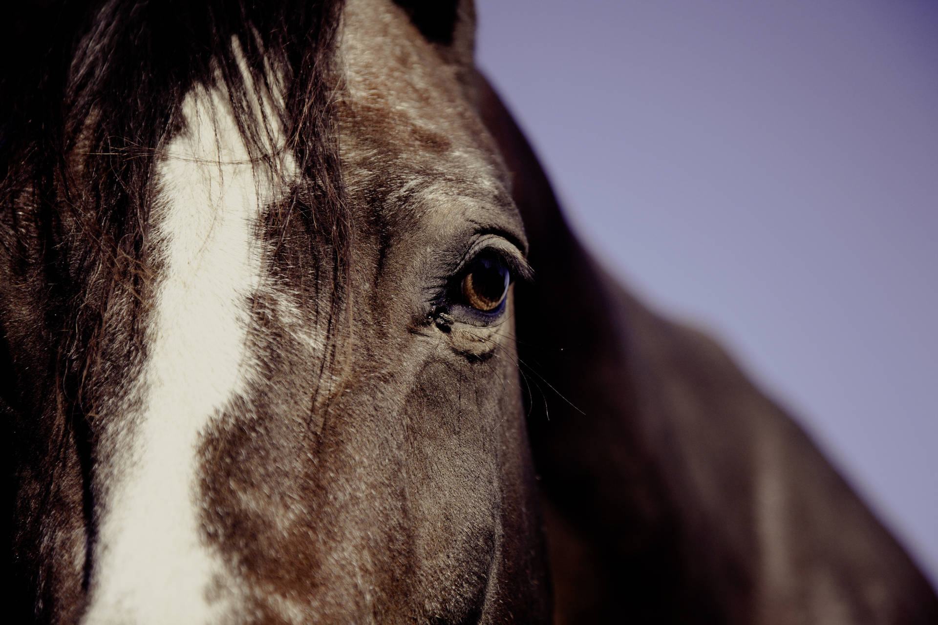 Fondo de pantalla del ojo de un caballo negro