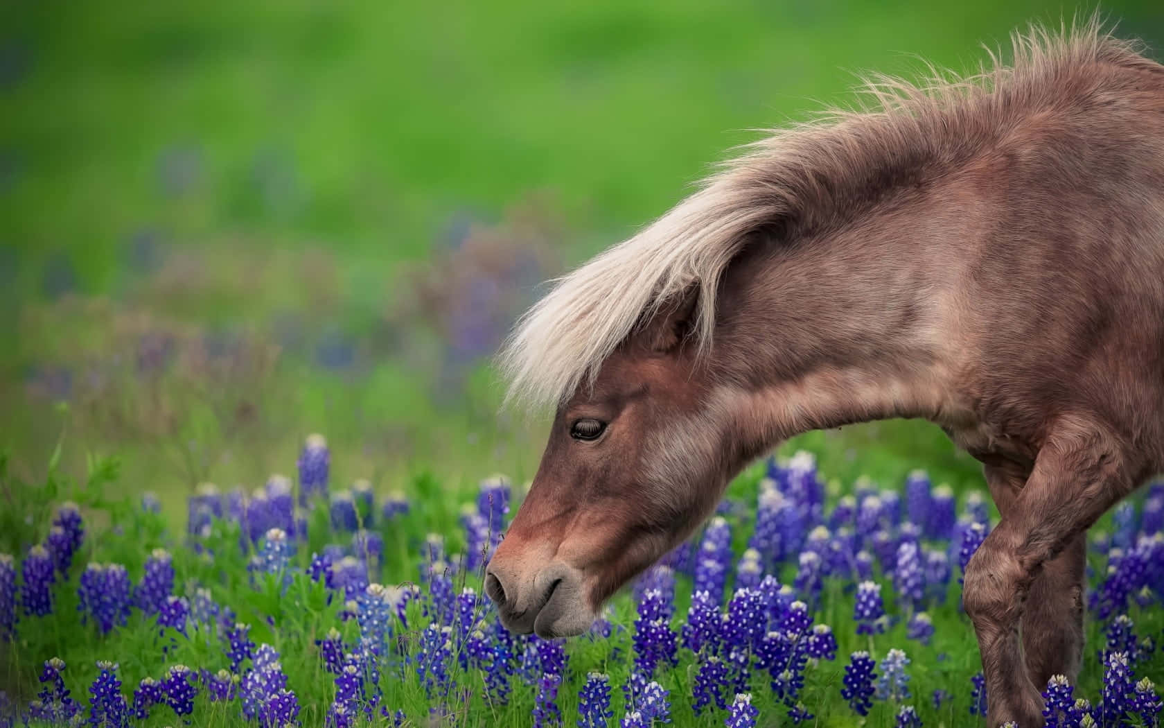 un caballo pastando en un campo de lupinos azules Fondos de pantalla