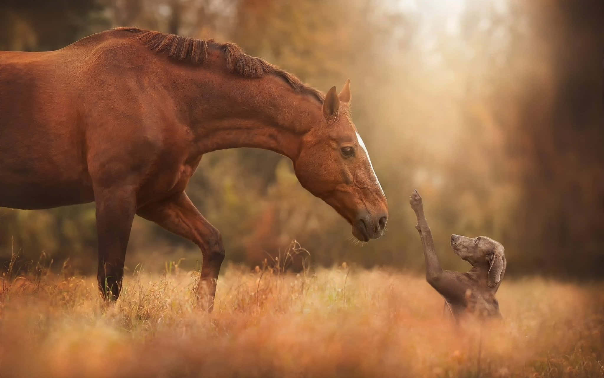 Un Caballo Tierno Disfrutando del Pasto Fondos de pantalla