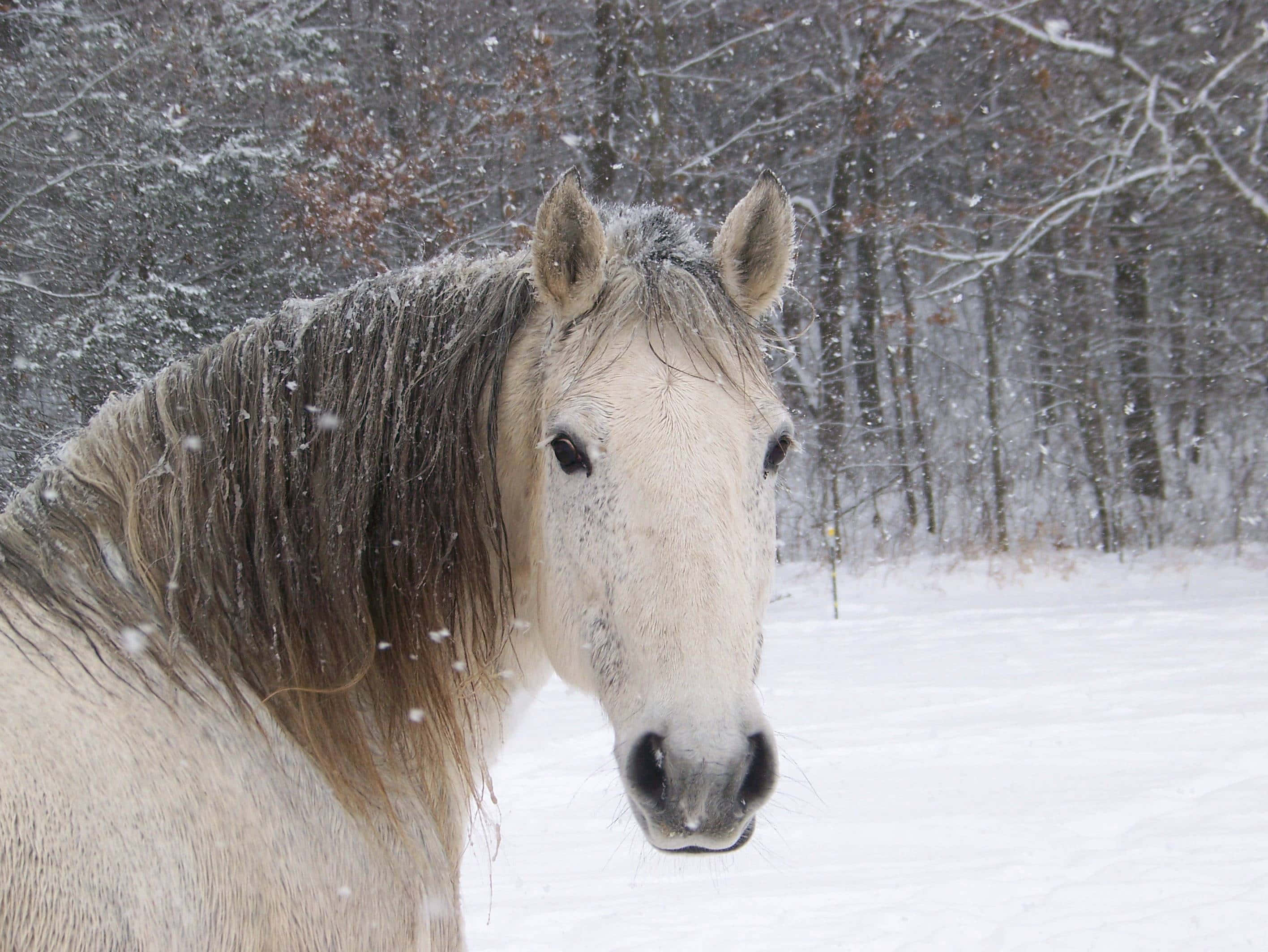 Un Caballo Tierno en el Prado Fondos de pantalla
