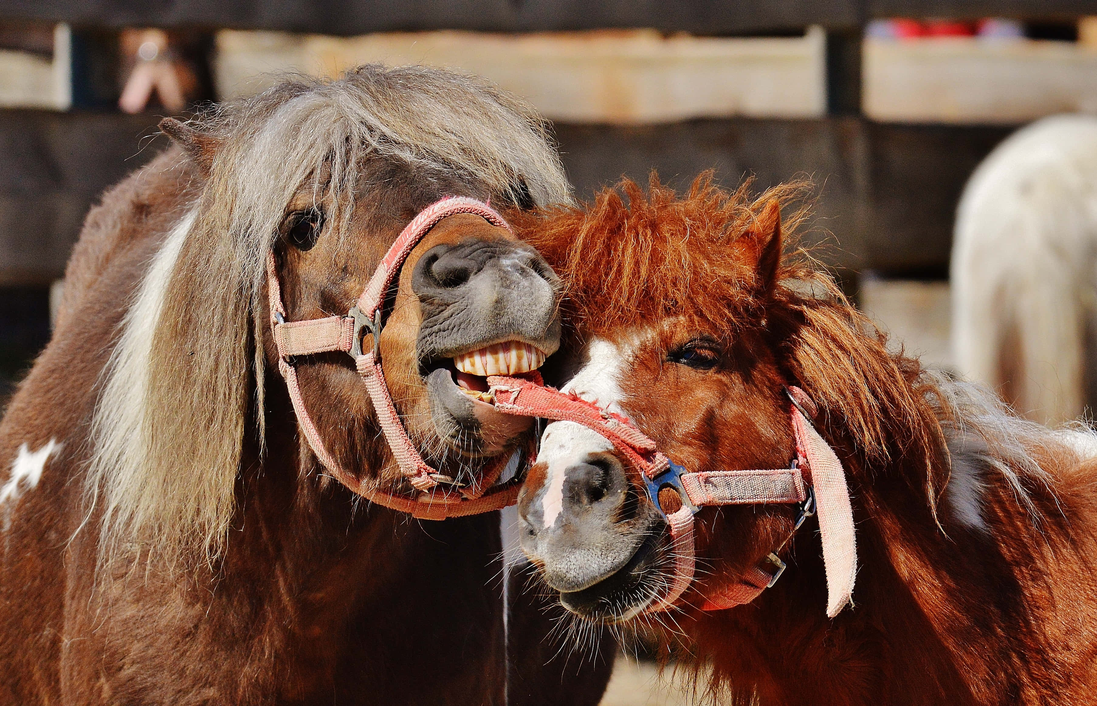 Un caballo único con marcas extraordinarias blancas y marrones. Fondos de pantalla