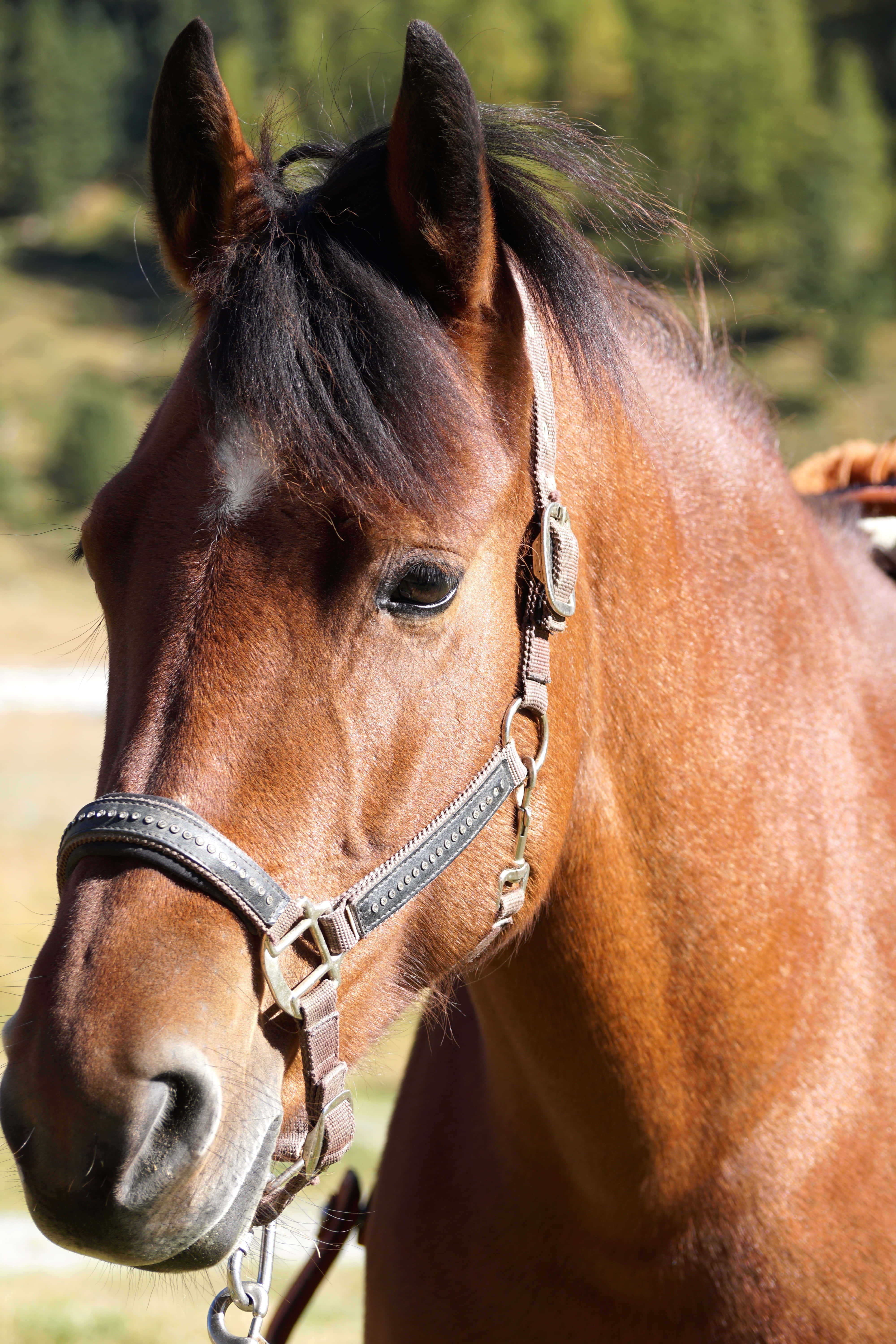 Un caballo único y lindo de pie en un campo lleno de hierba. Fondos de pantalla