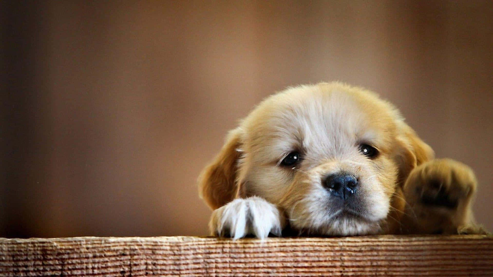 un cachorro asomándose por una barandilla de madera Fondos de pantalla