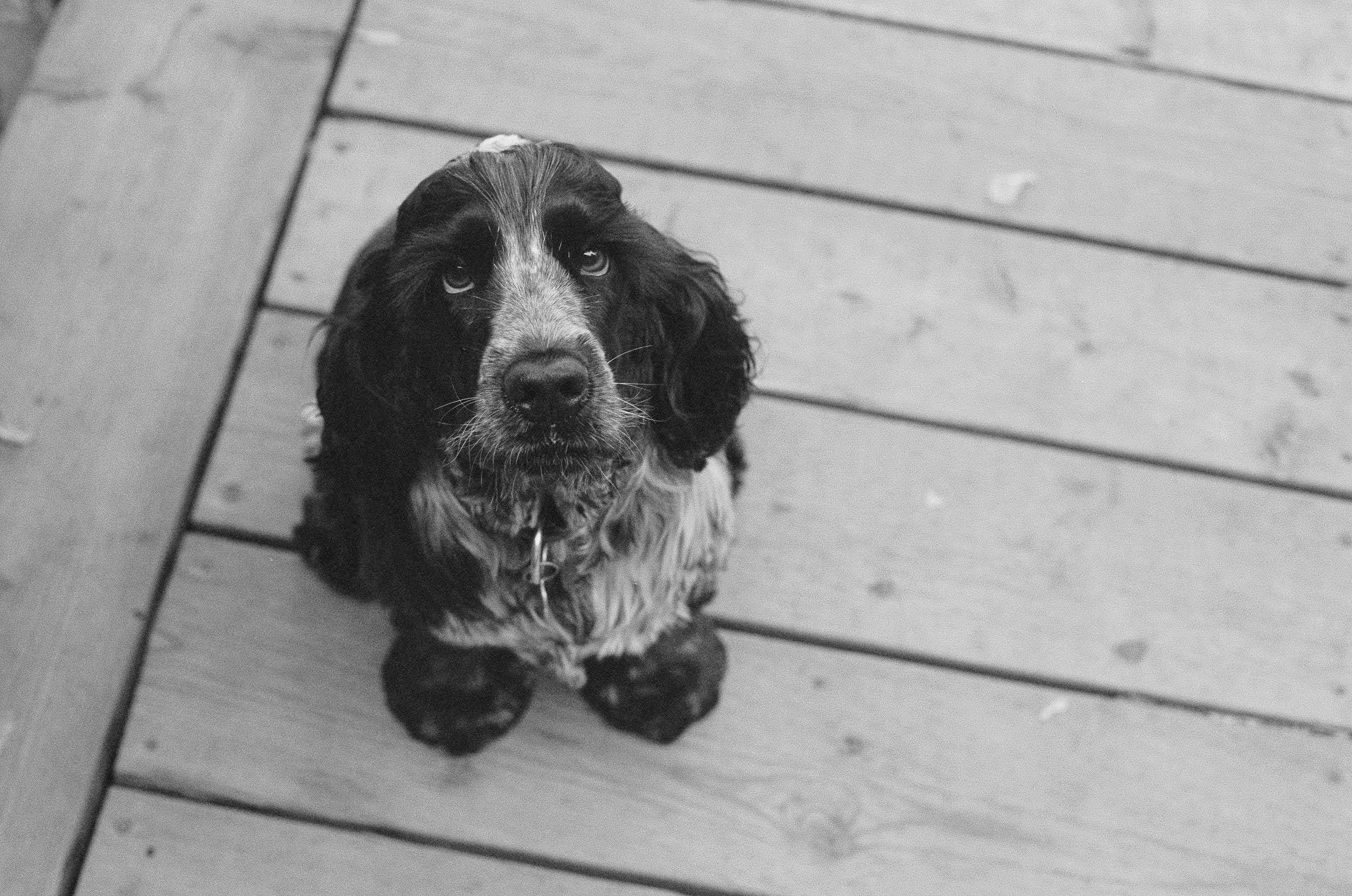 Un cachorro de Cocker Spaniel negro mira con amor a la cámara Fondos de pantalla