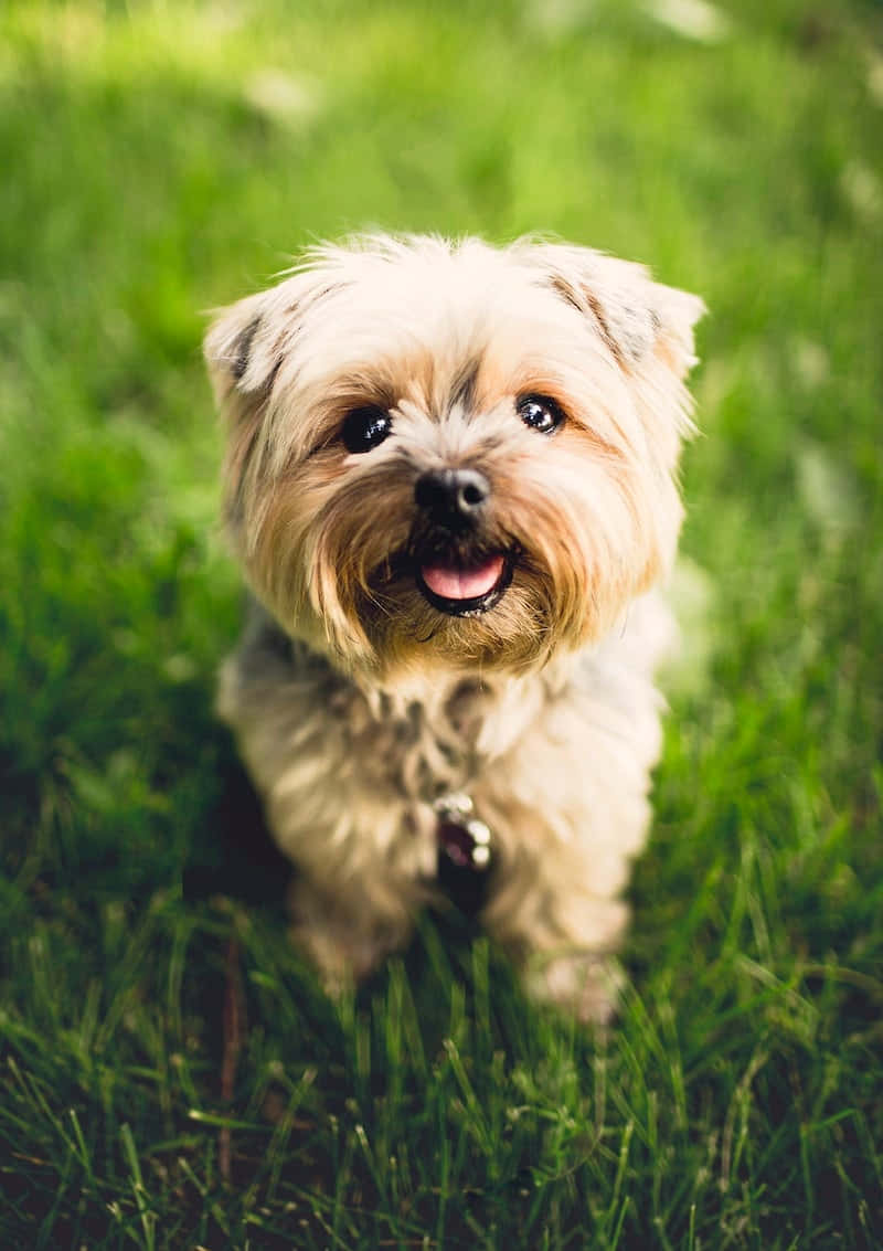 Un cachorro taza disfrutando de un día soleado. Fondos de pantalla