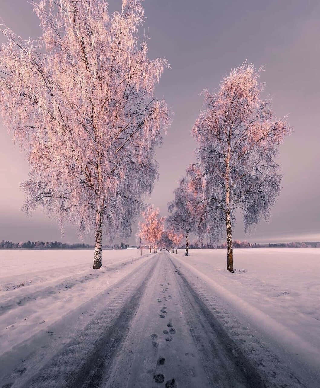 un camino con árboles en la nieve Fondos de pantalla