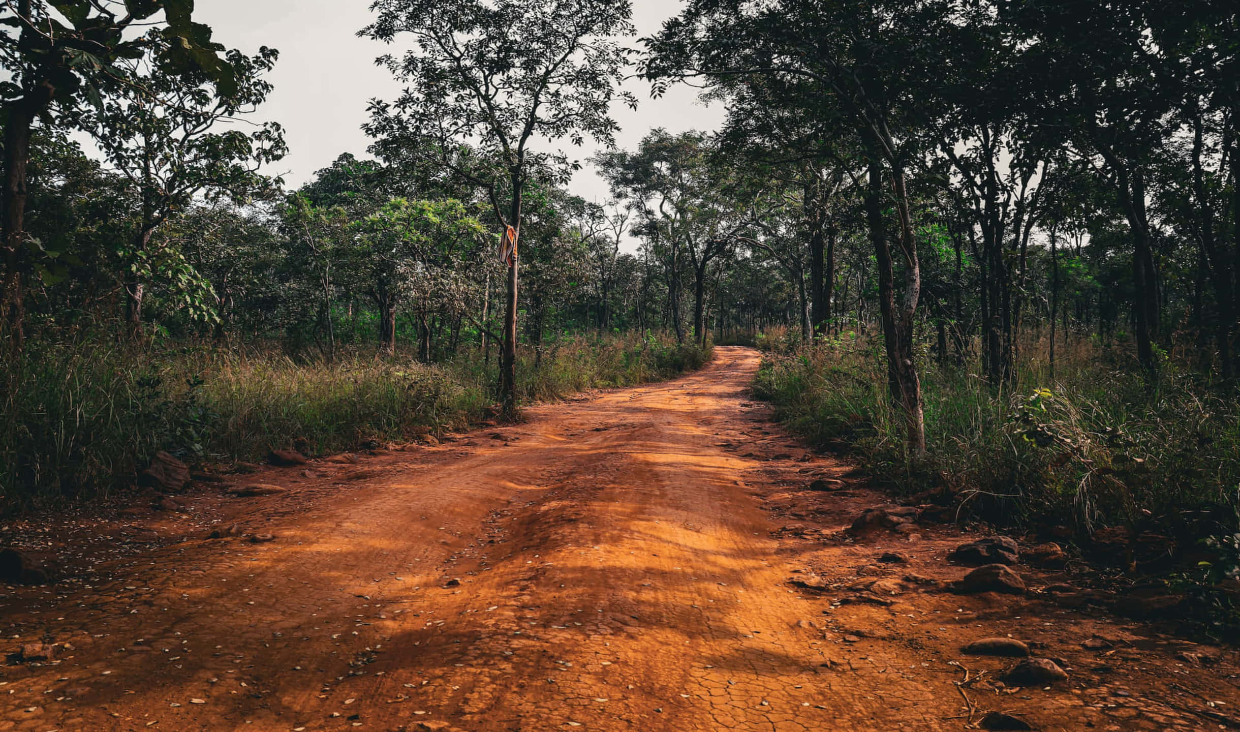 Un camino de tierra en el bosque Fondos de pantalla