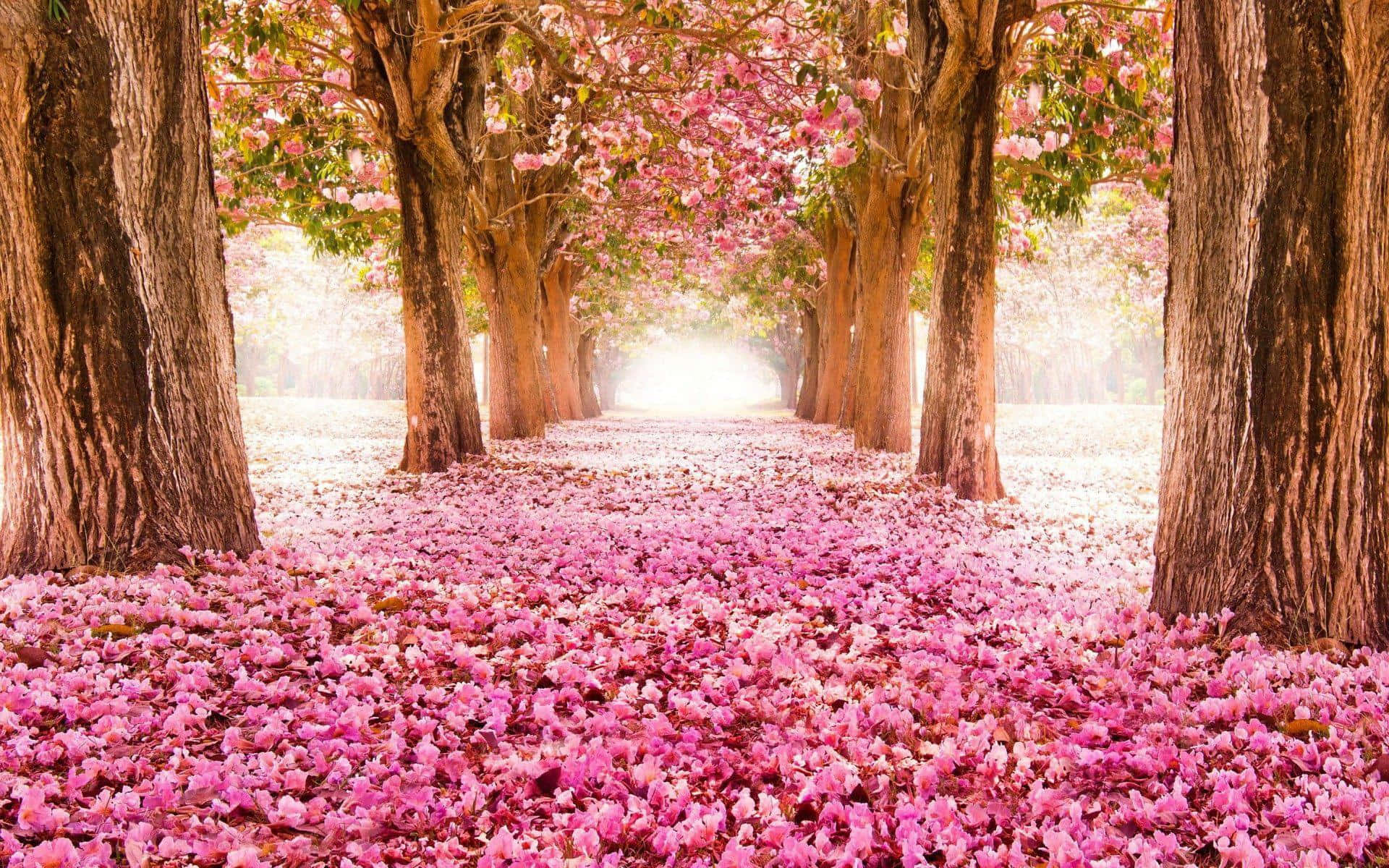 Un camino rosa bordeado de árboles y flores Fondos de pantalla