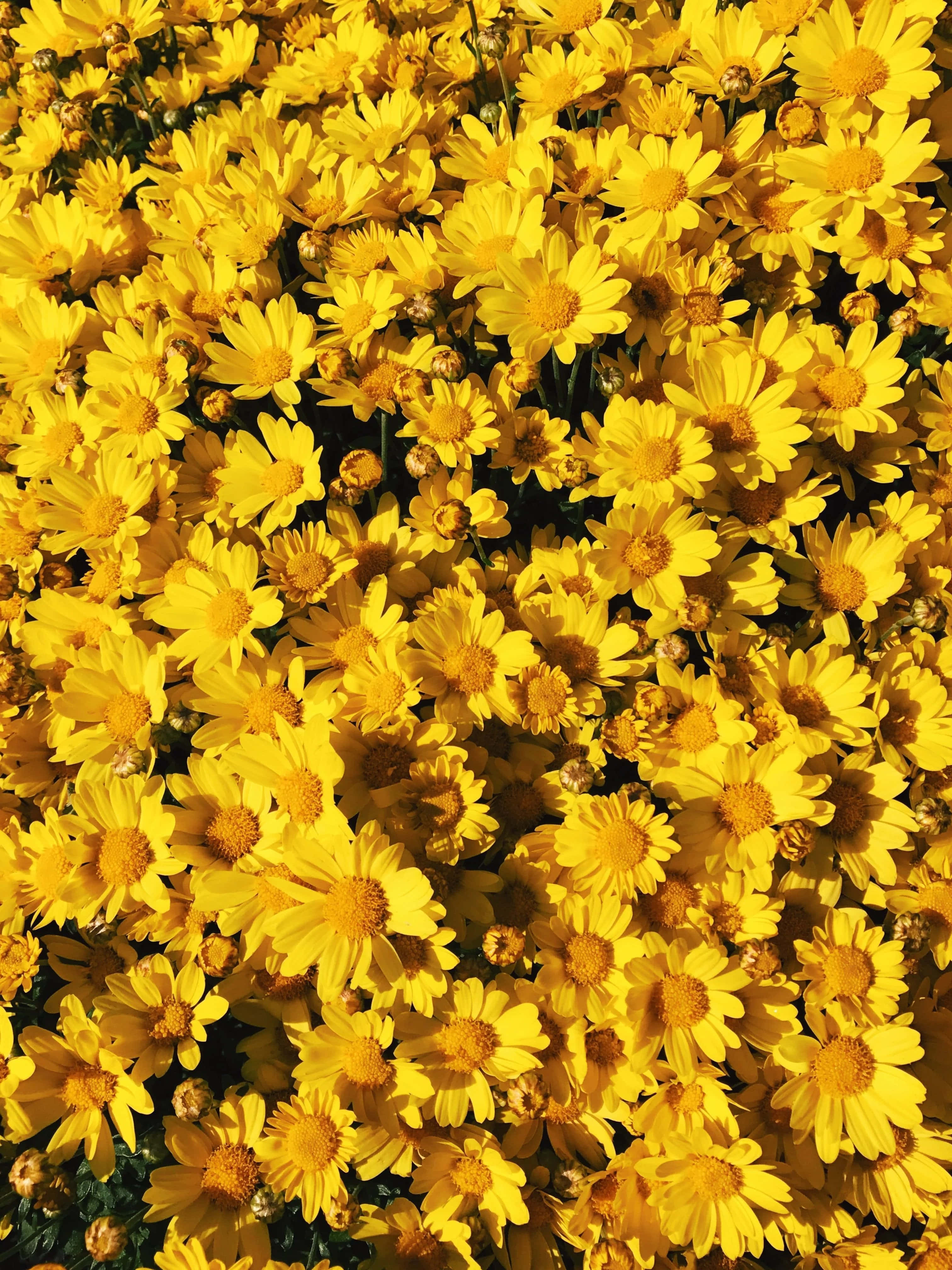 Un campo de flores estéticas en vibrante amarillo y blanco. Fondos de pantalla