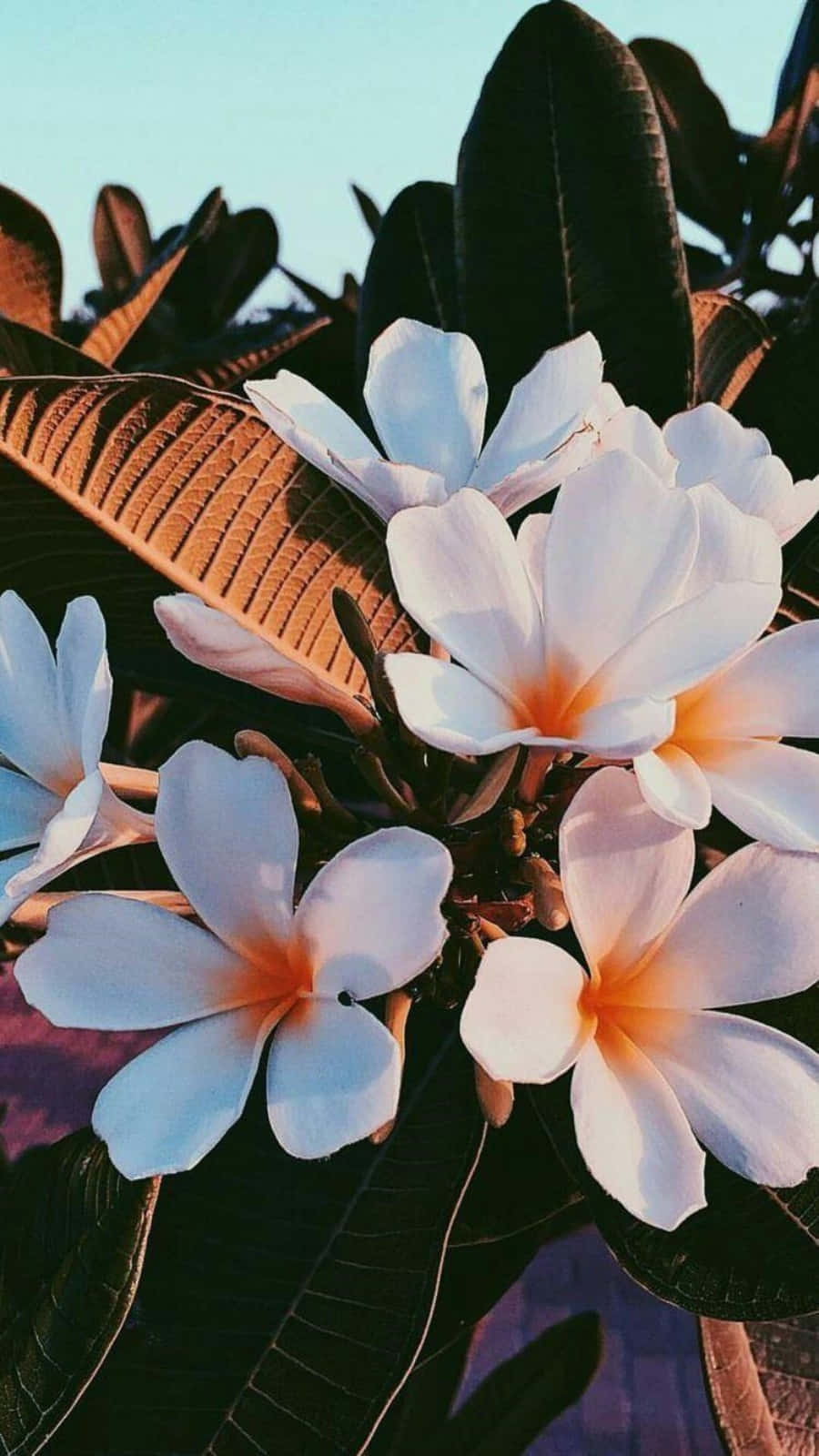 Un campo de flores estético, colorido y vibrante, perfecto para cualquier ocasión especial. Fondos de pantalla