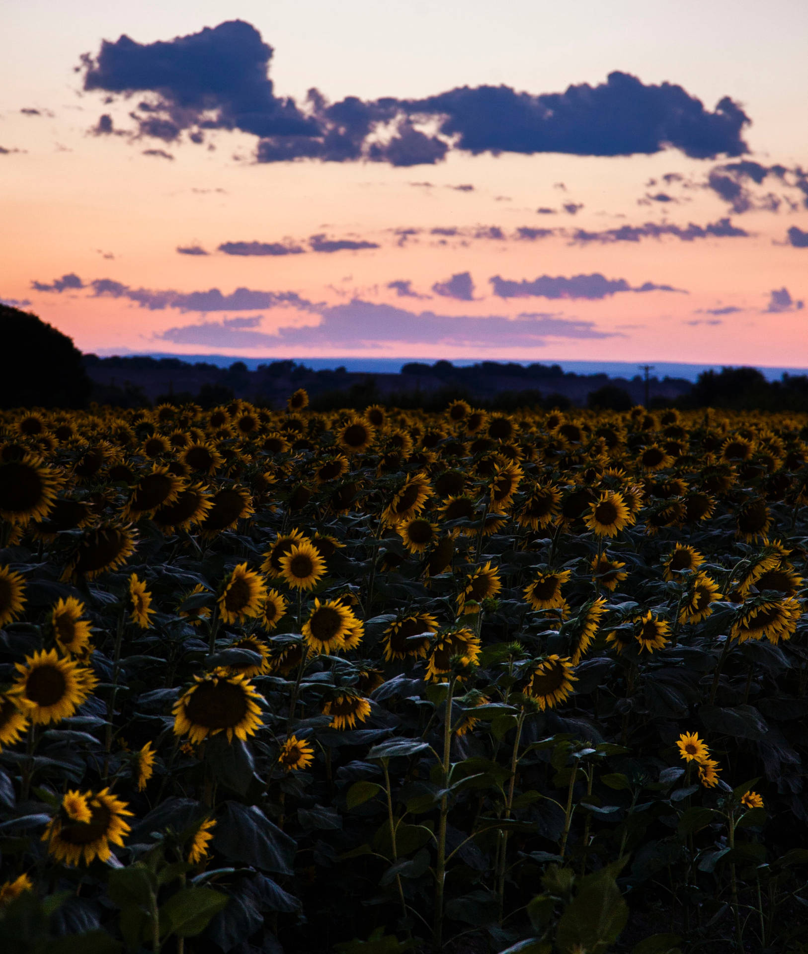 Campo de girasoles durante una tarde oscura con cielo rosado, nubes después del atardecer.