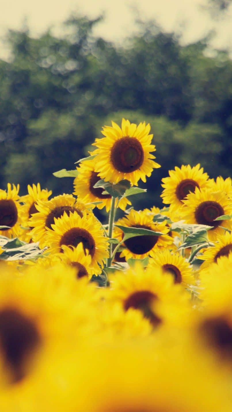 un campo de girasoles con árboles al fondo Fondos de pantalla
