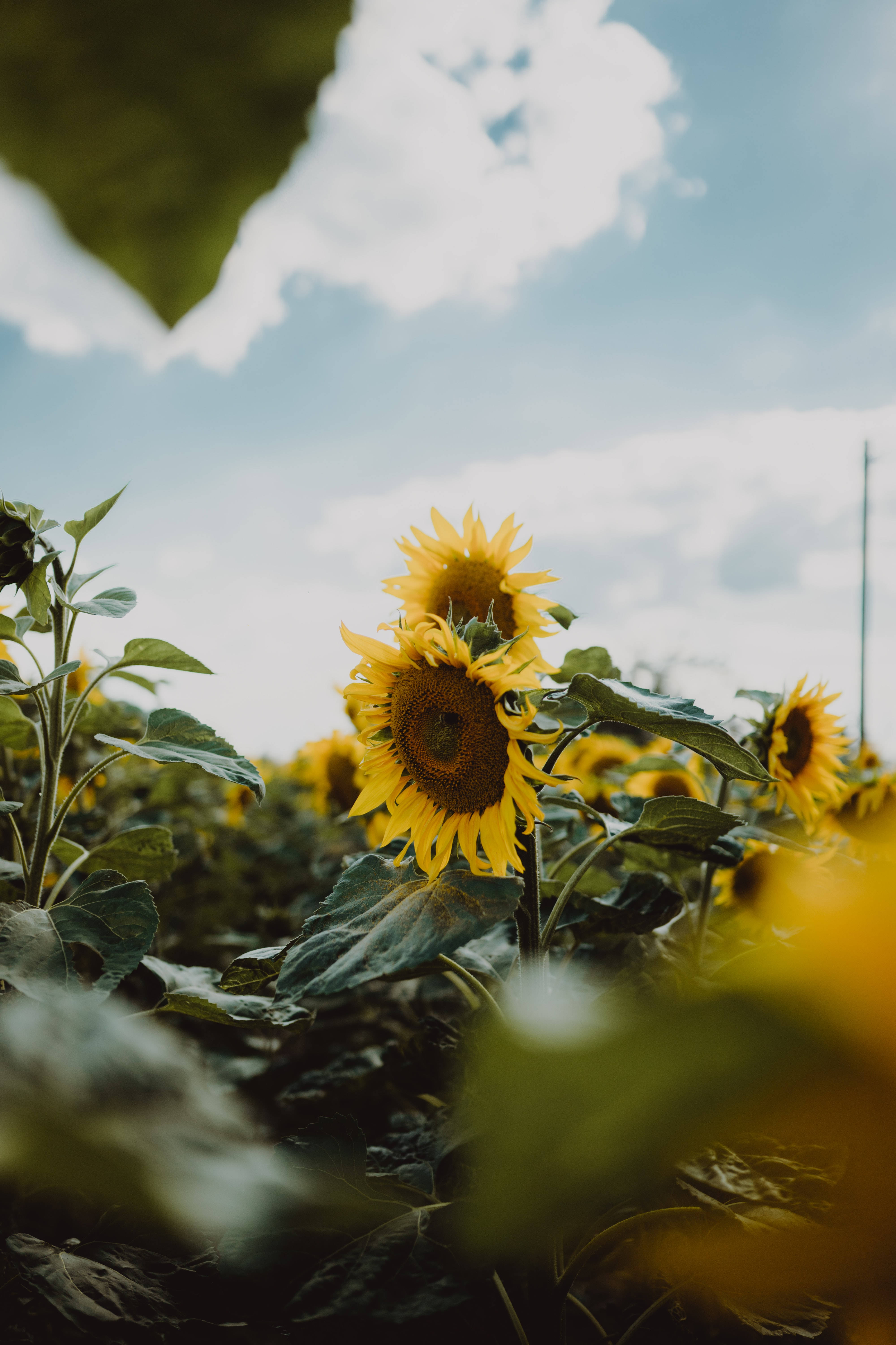 Un Campo de Girasoles en Plena Floración Fondos de pantalla