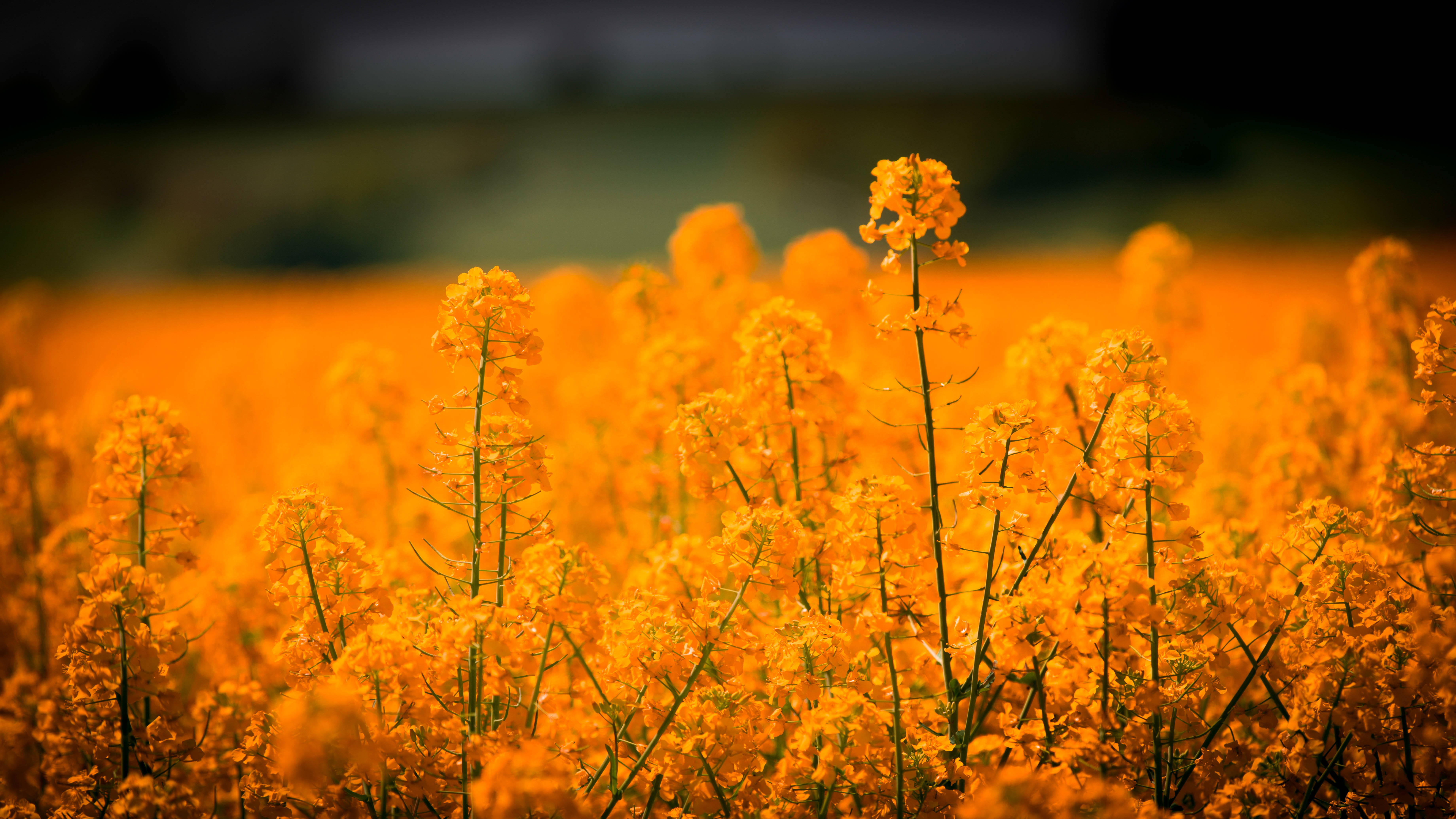 Un Campo de Hierba Dorada y Flores Coloridas Fondos de pantalla