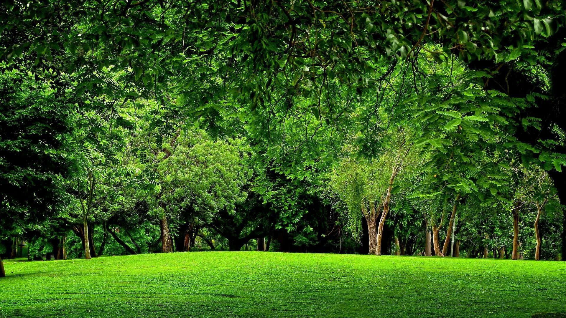 Un campo verde con árboles y pasto Fondos de pantalla