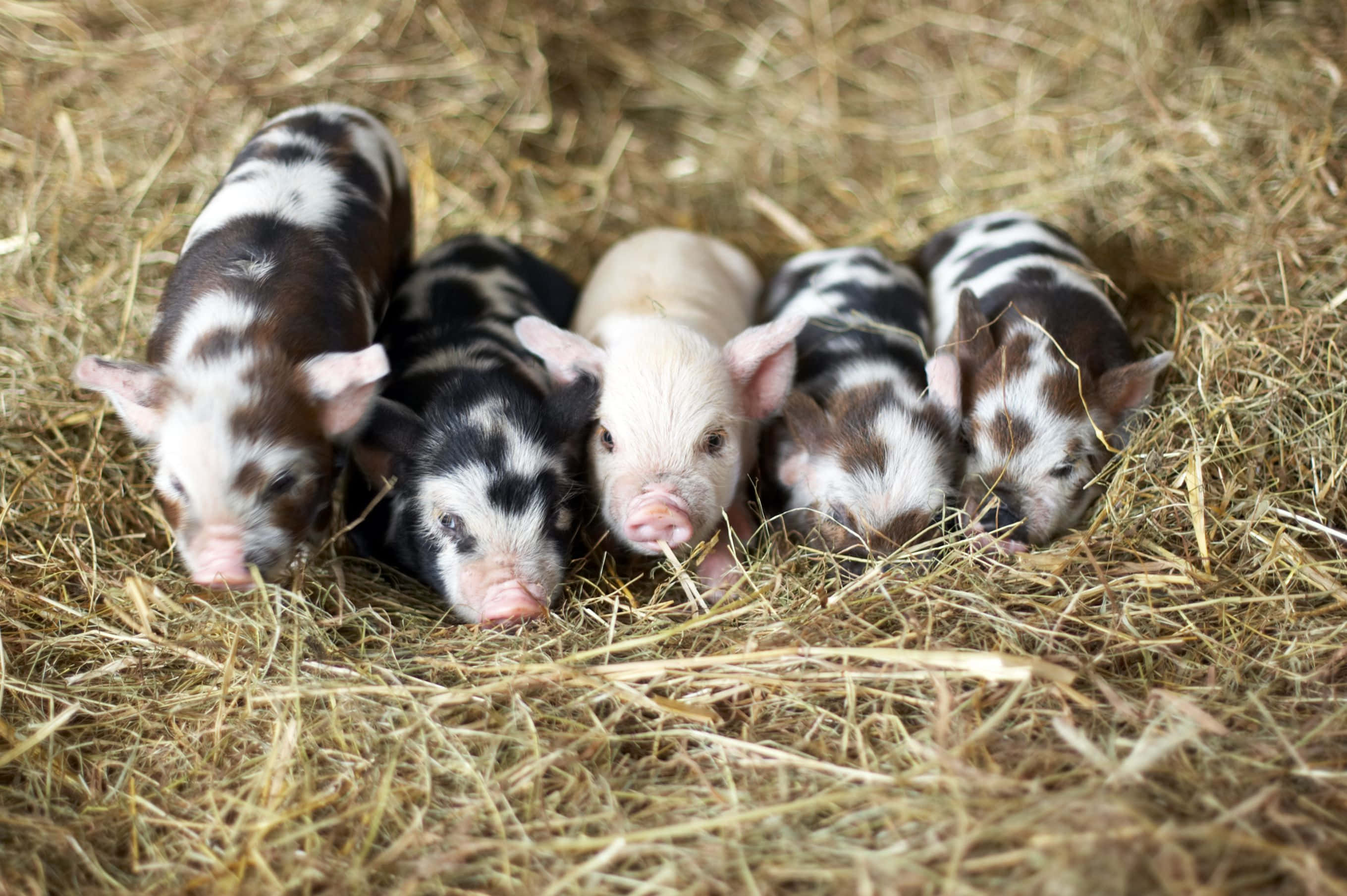 Un cerdito rosa y tierno acurrucado felizmente en una canasta. Fondos de pantalla