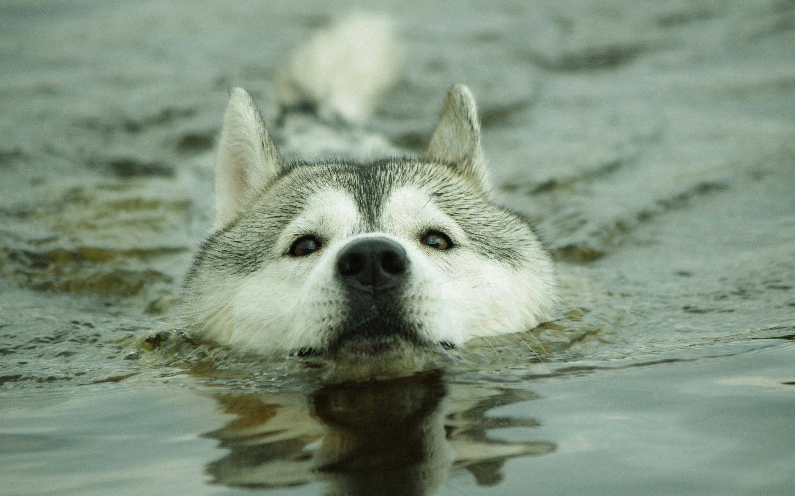 Un Chapuzón - Este Husky Está Pasando el Mejor Momento de su Vida Fondos de pantalla