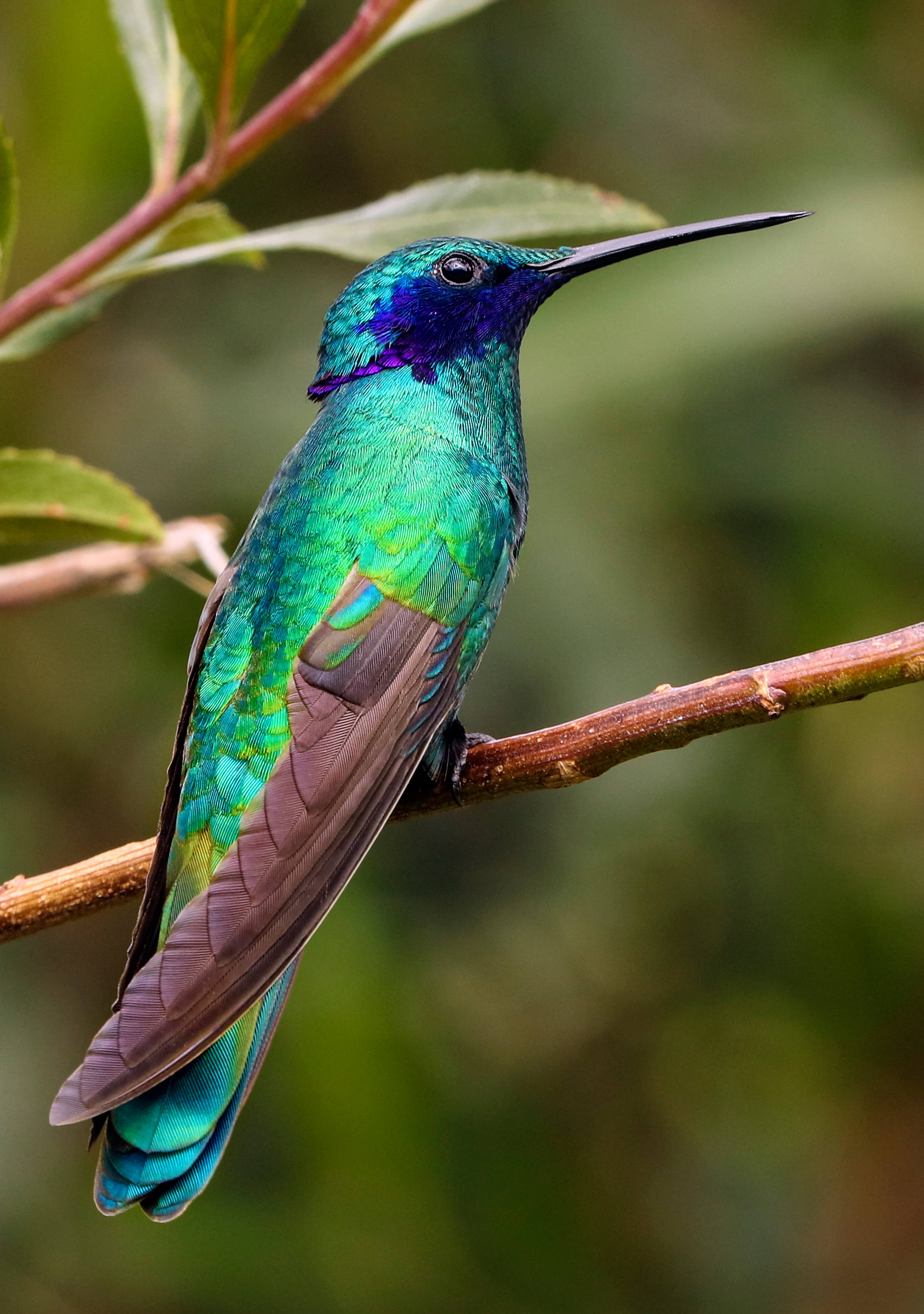 Un colibrí iridiscente brillante en pleno vuelo Fondos de pantalla