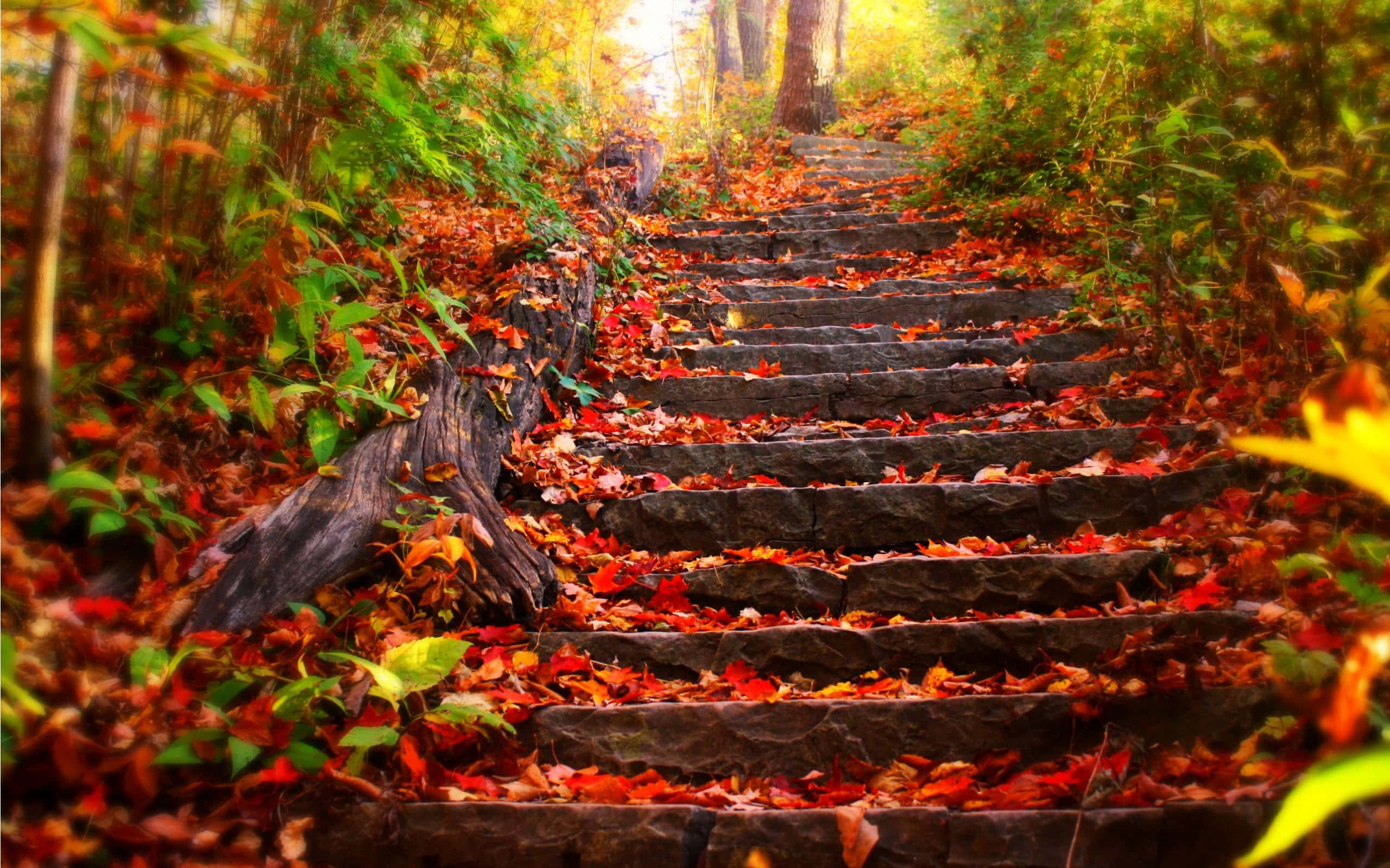 Un conjunto de escaleras que suben hacia un bosque con hojas sobre ellas Fondos de pantalla