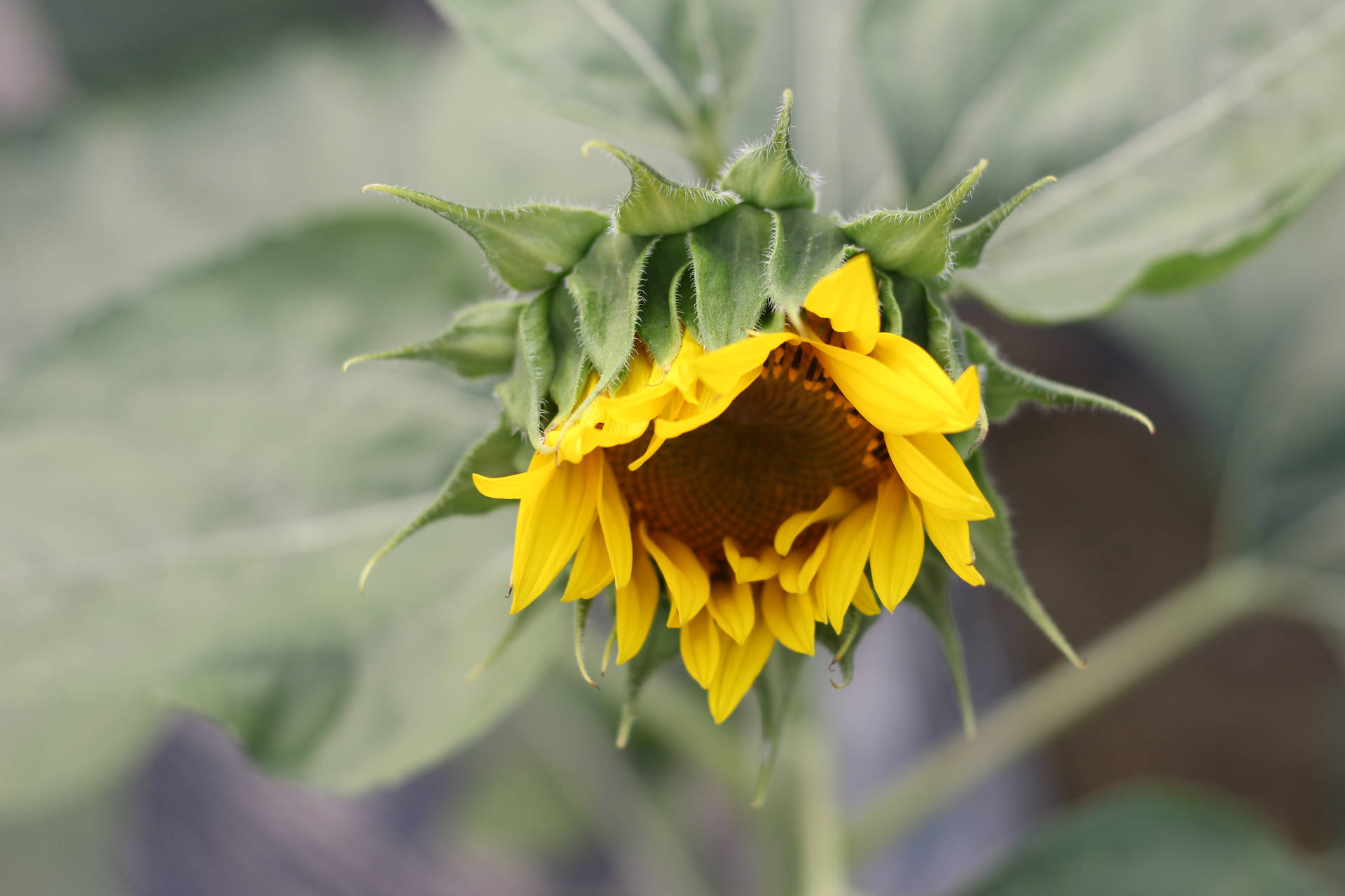 Girasol en floración con pétalos comenzando a enderezarse, flor abierta.