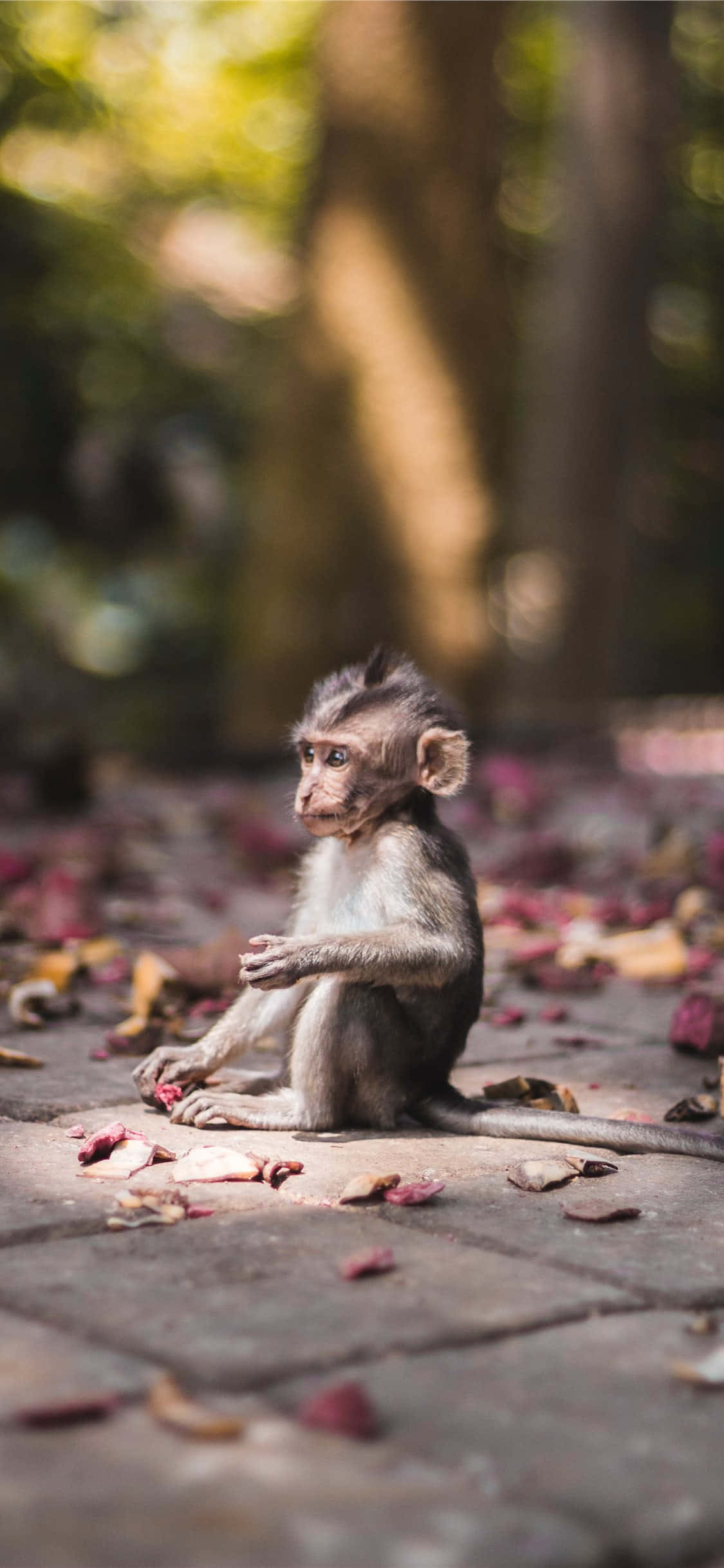 Un Dulce Monito con una Expresión Adorable Fondos de pantalla