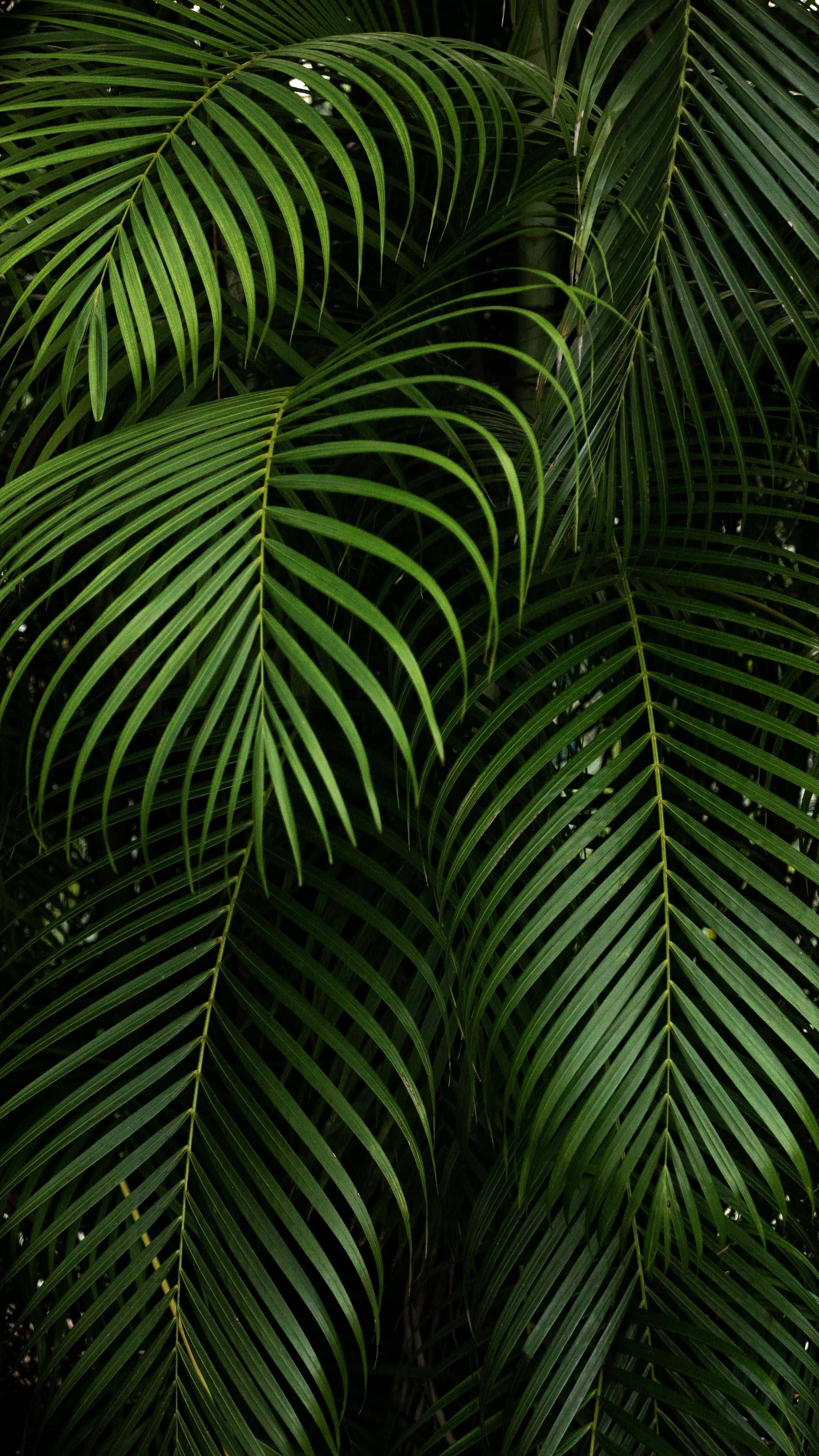 Un fondo digital que añade un toque estético a tu iPad. Fondos de pantalla