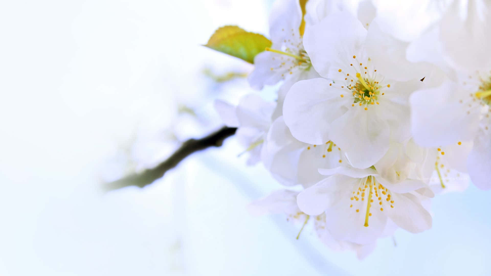 Un fondo hermoso y brillante que explota con colores vibrantes Fondos de pantalla