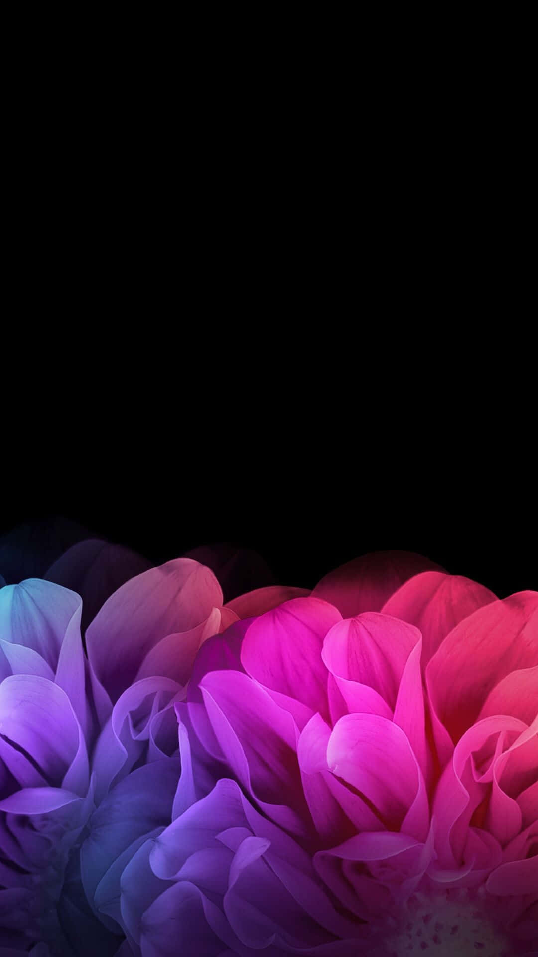 un fondo negro con flores coloridas Fondos de pantalla
